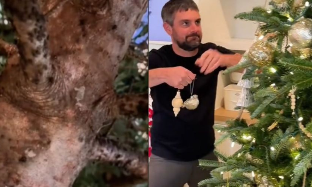 Listne uši na božičnem drevescu