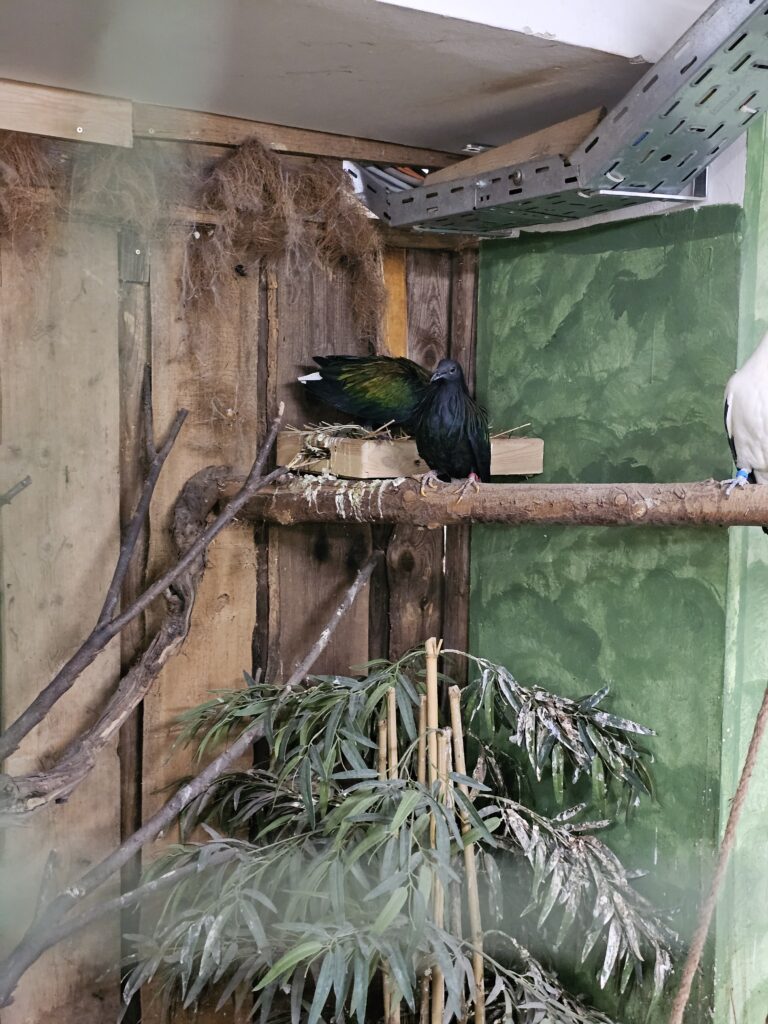 Mladič nikobarskega goloba