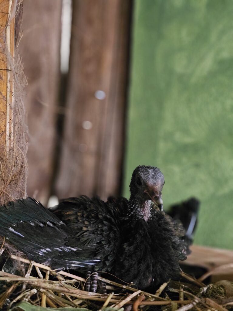 Mladič nikobarskega goloba