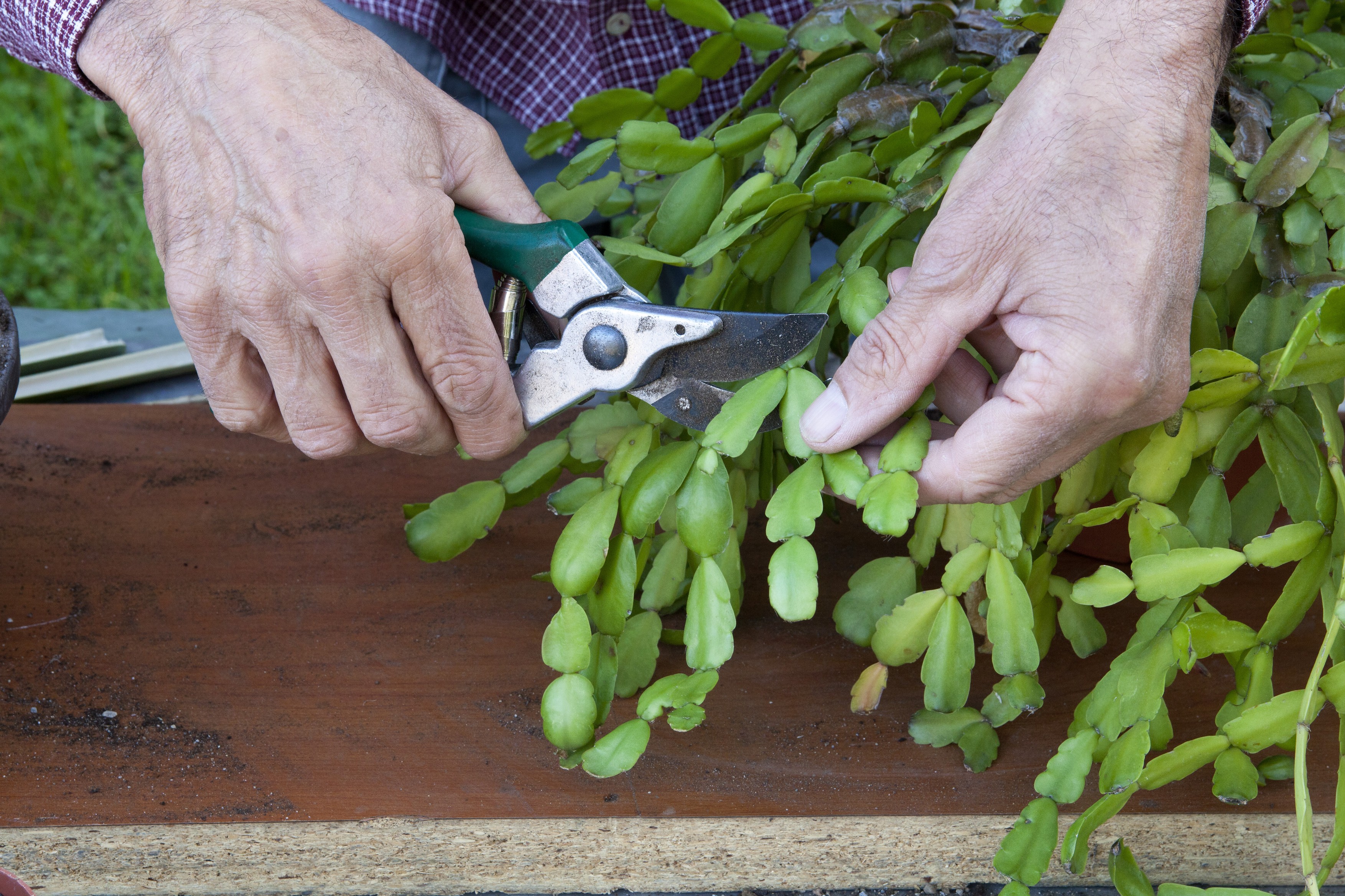 Božični kaktus, obrezovanje