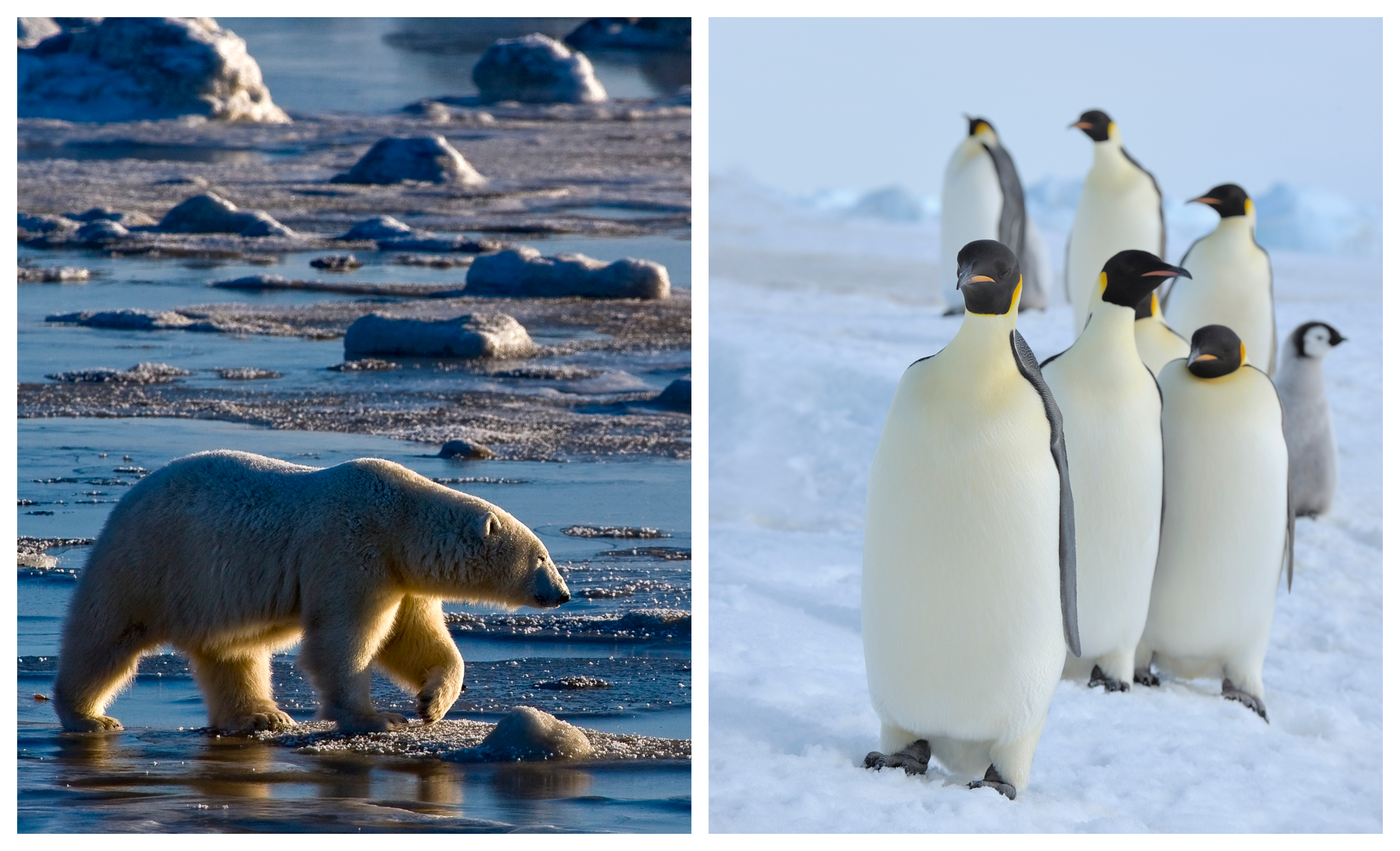 polarni, beli, medved, cesarski, pingvin, Arktika, Antarktika