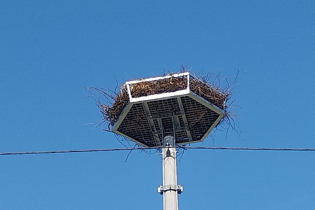 gnezdo, drog, štorklje