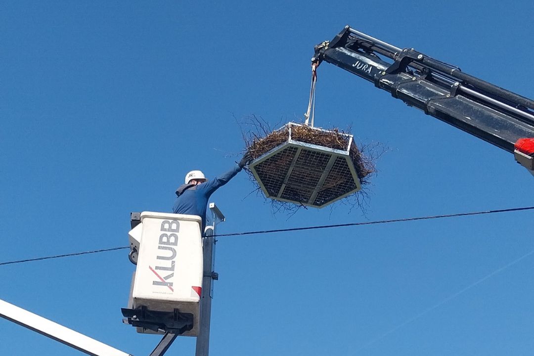 gnezdišče, štorklje, Bezovica