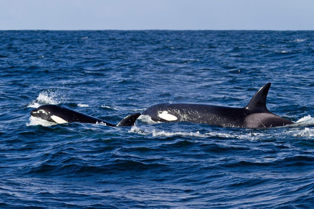 orka, kit ubijalec, morje