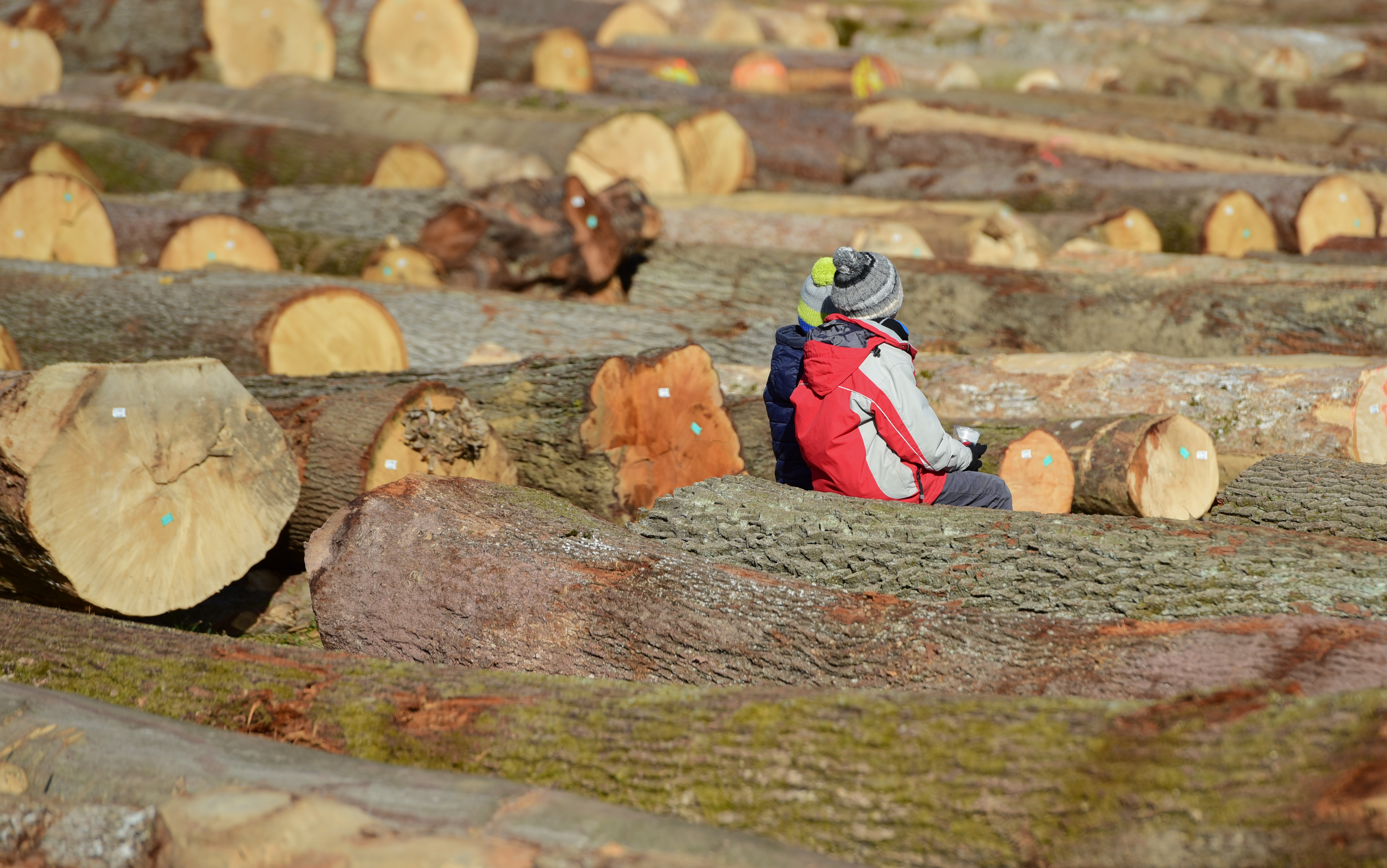 licitacija lesa, hlodovina