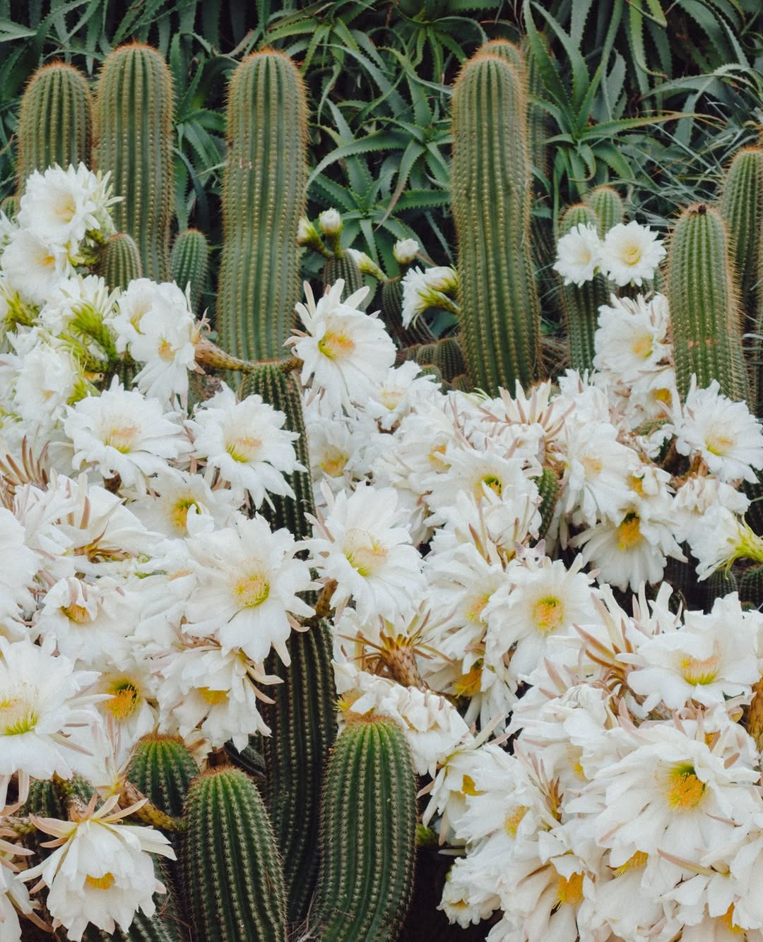 Fotografija s kaktusi