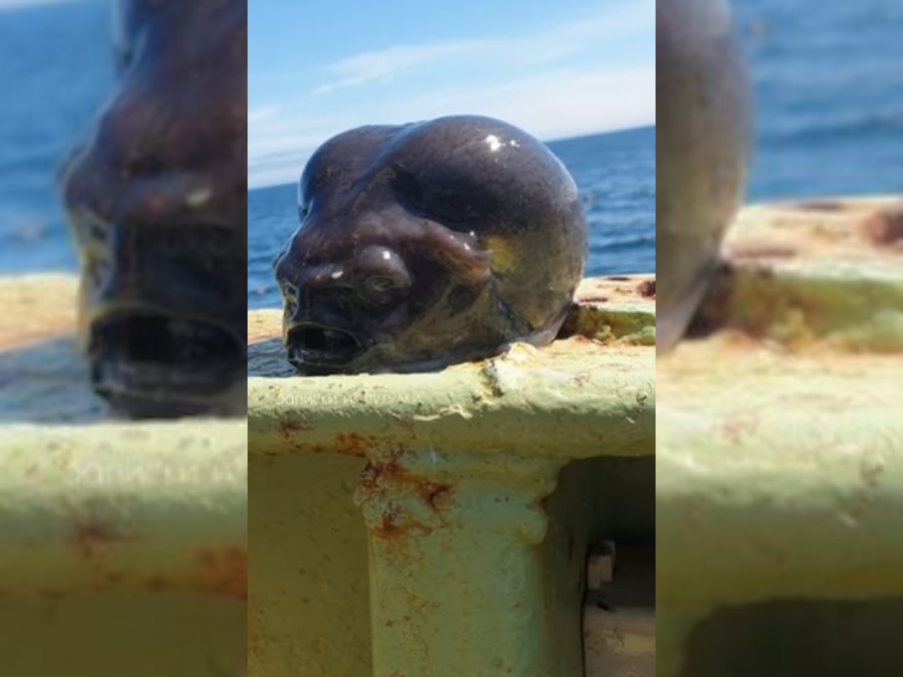 skrivnostno bitje, riba