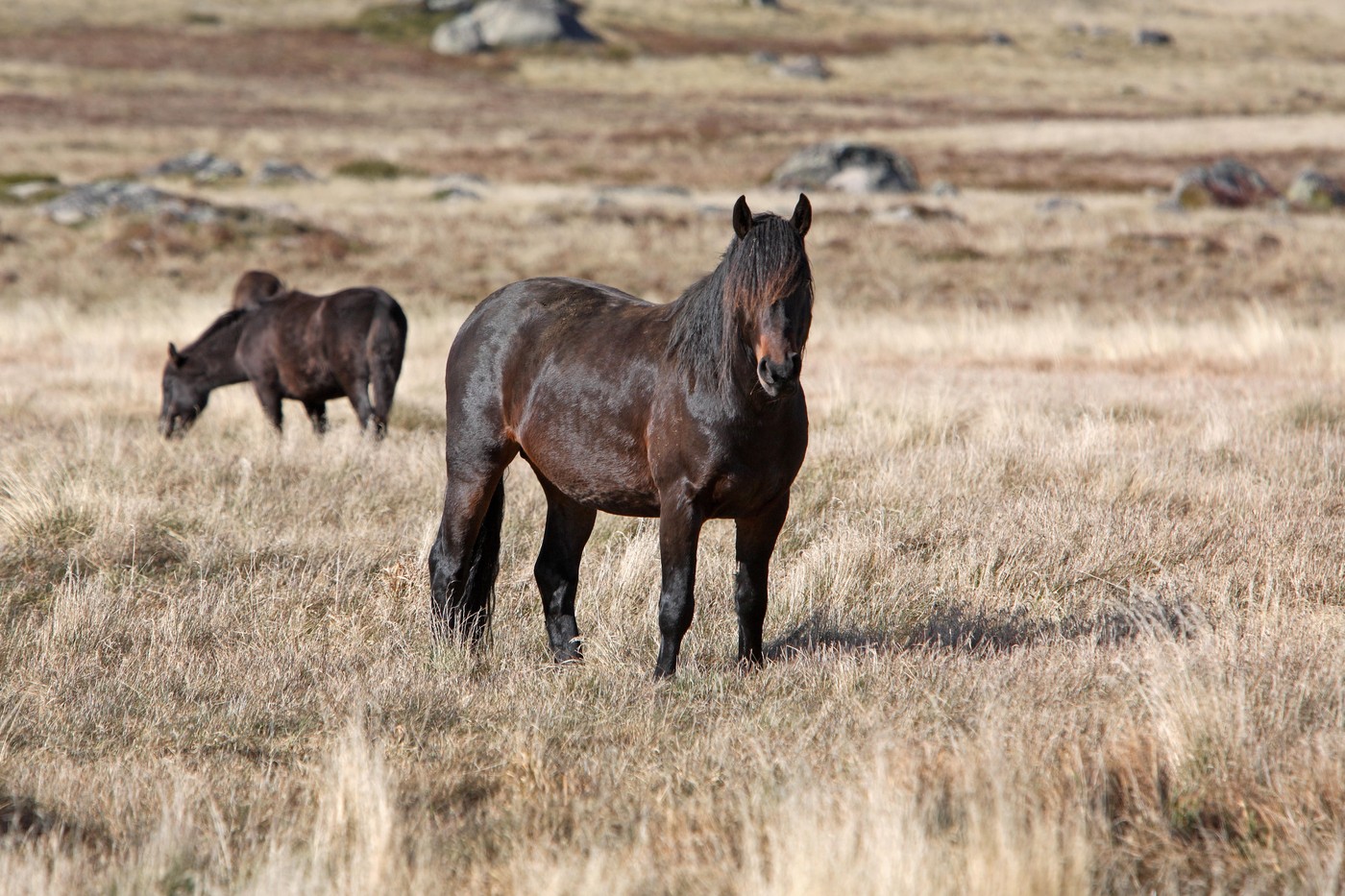 Divji konji v Avstraliji