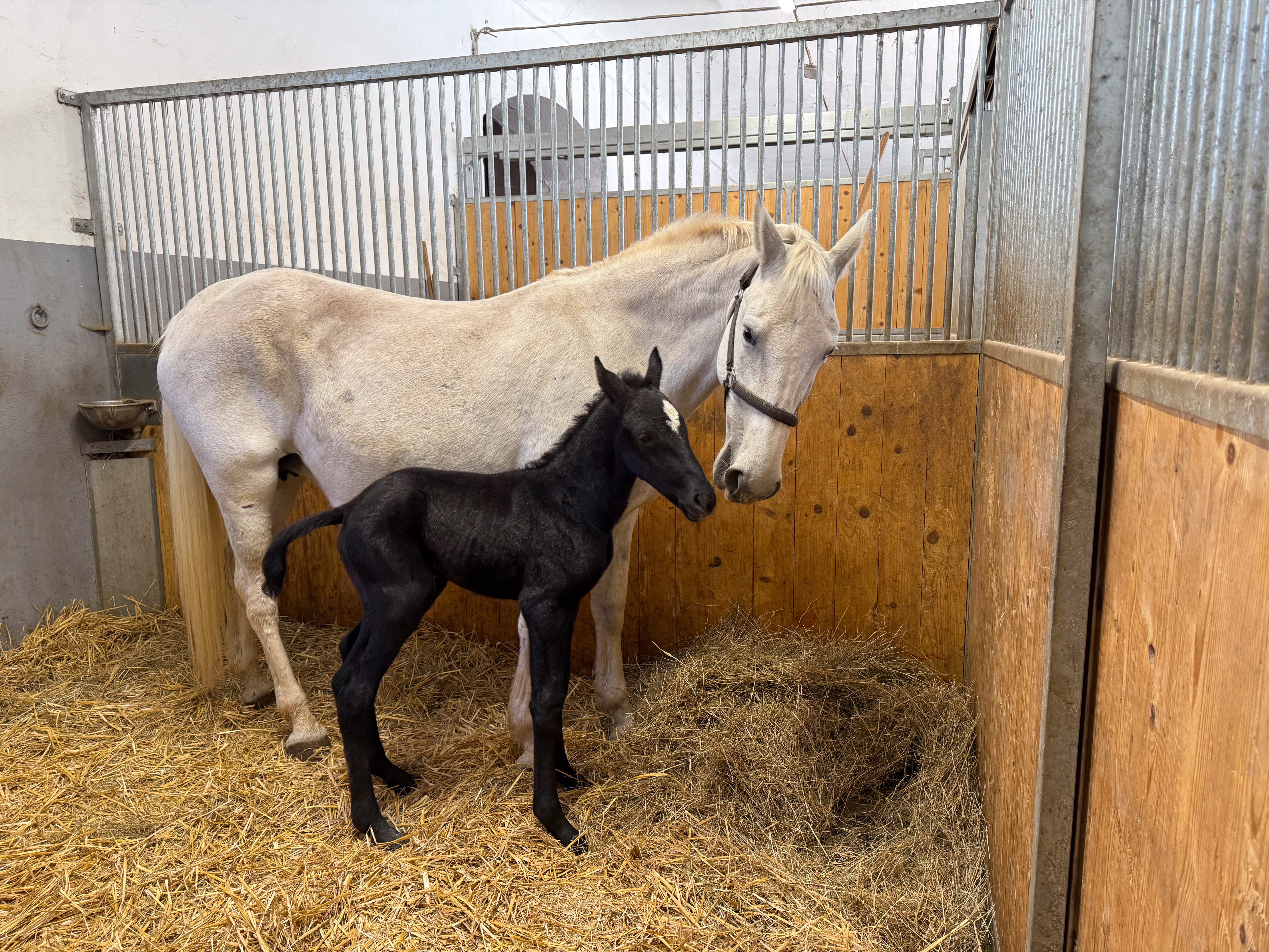 žrebiček, kobilarna lipica