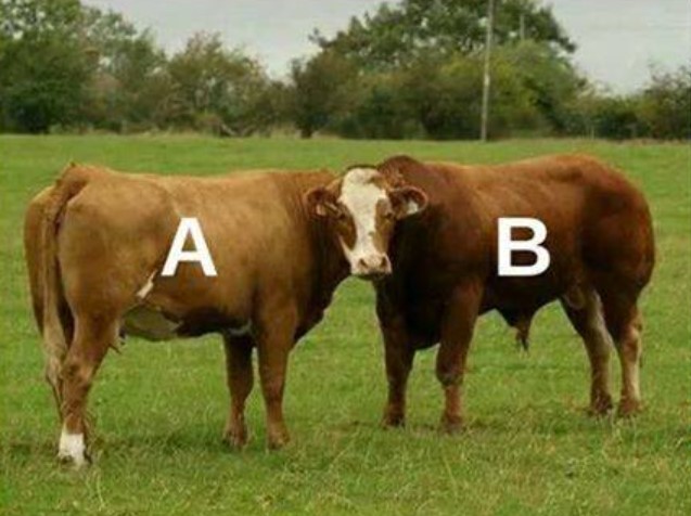 krava, bik, optična iluzija, uganka