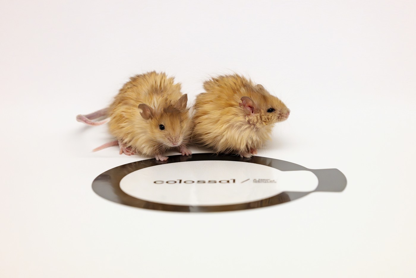 dolgodlake miši, Collosal, genski inženiring, mamut