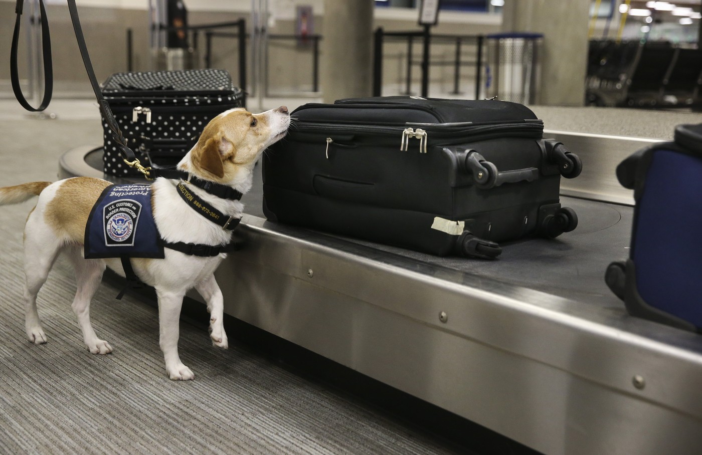pes, carina, ZDA, letališče, Miami, Florida
