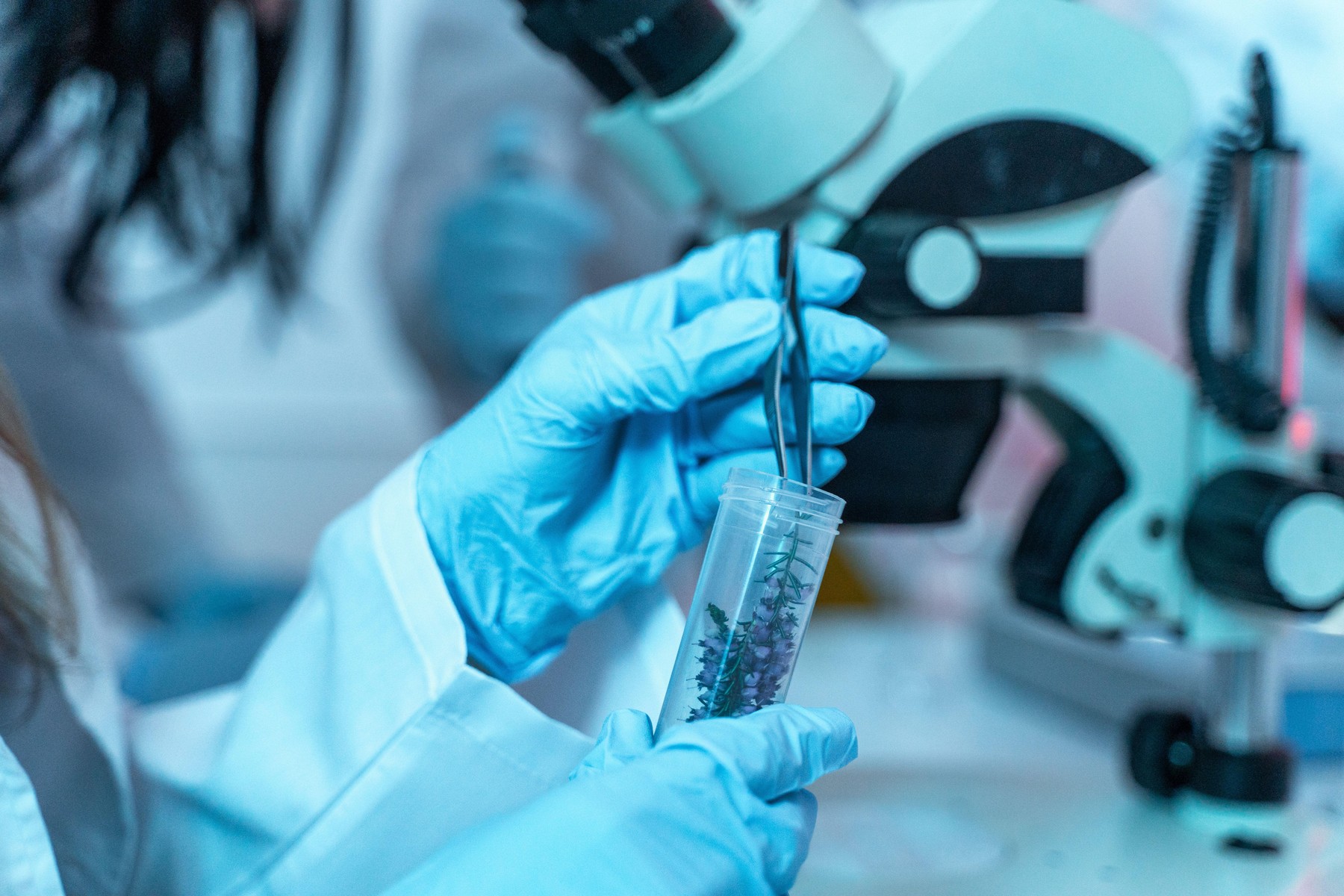 Close-up of a scientist examining a plant sample with tweezers in a laboratory. Wearing gloves, working on biotechnology, botanical research, sustaina