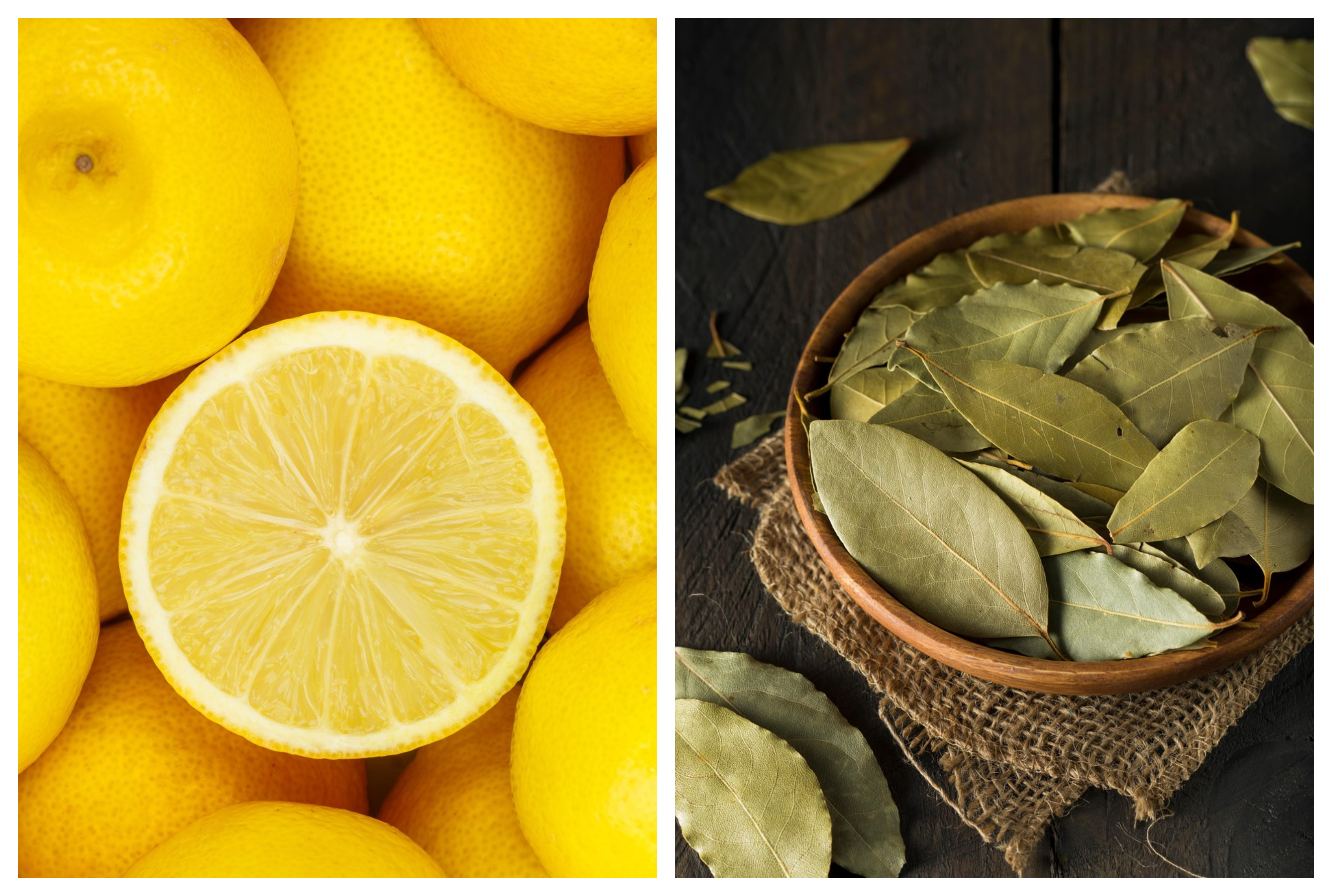 limona,, limone, lovorjevi listi