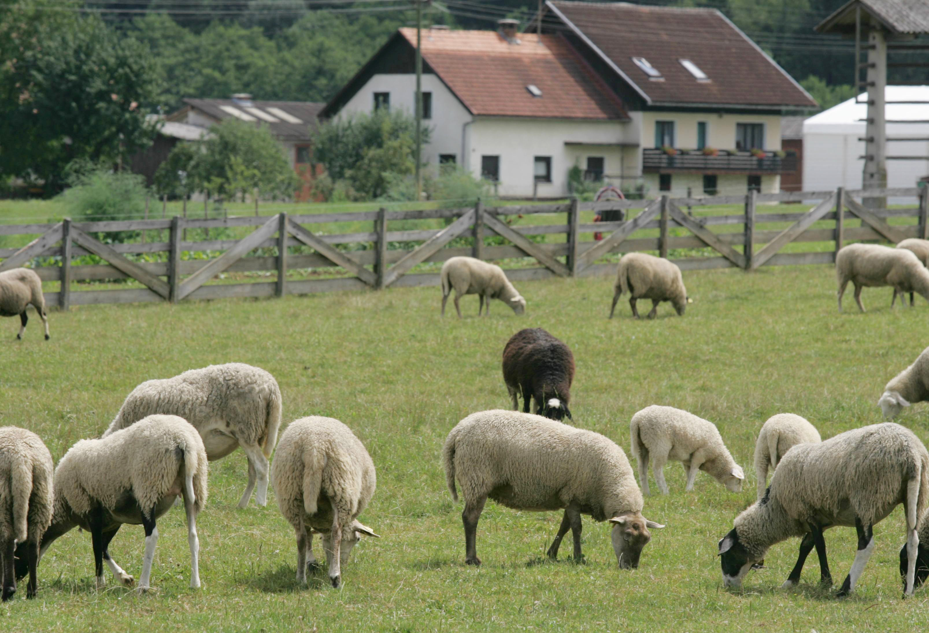 PASNE ZIVALI OVCE PASNIK