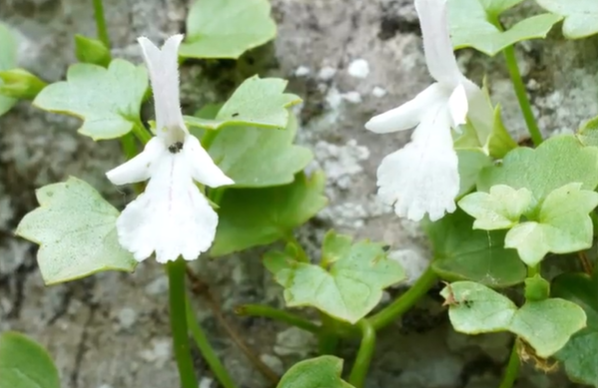 Petrolanium Crnojevici