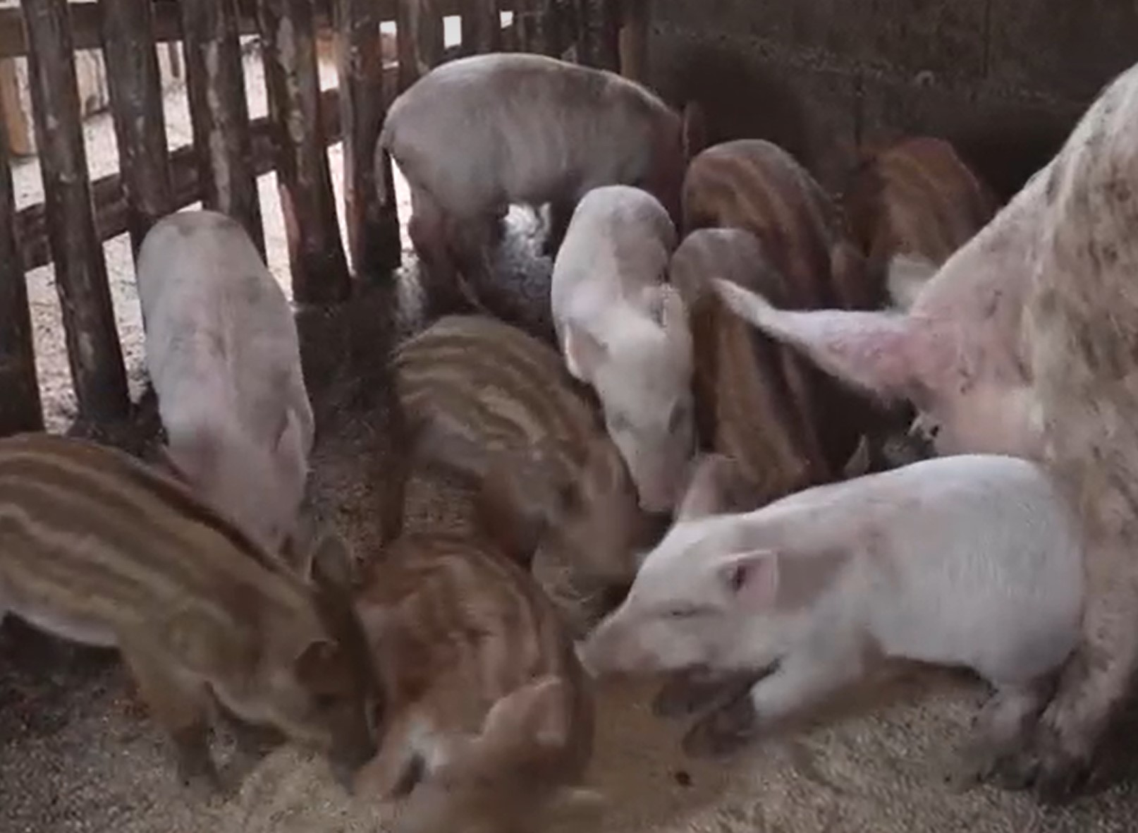 prašički, pujski, svinjak, križanci, divji prašič, Srbija, Goraždevac