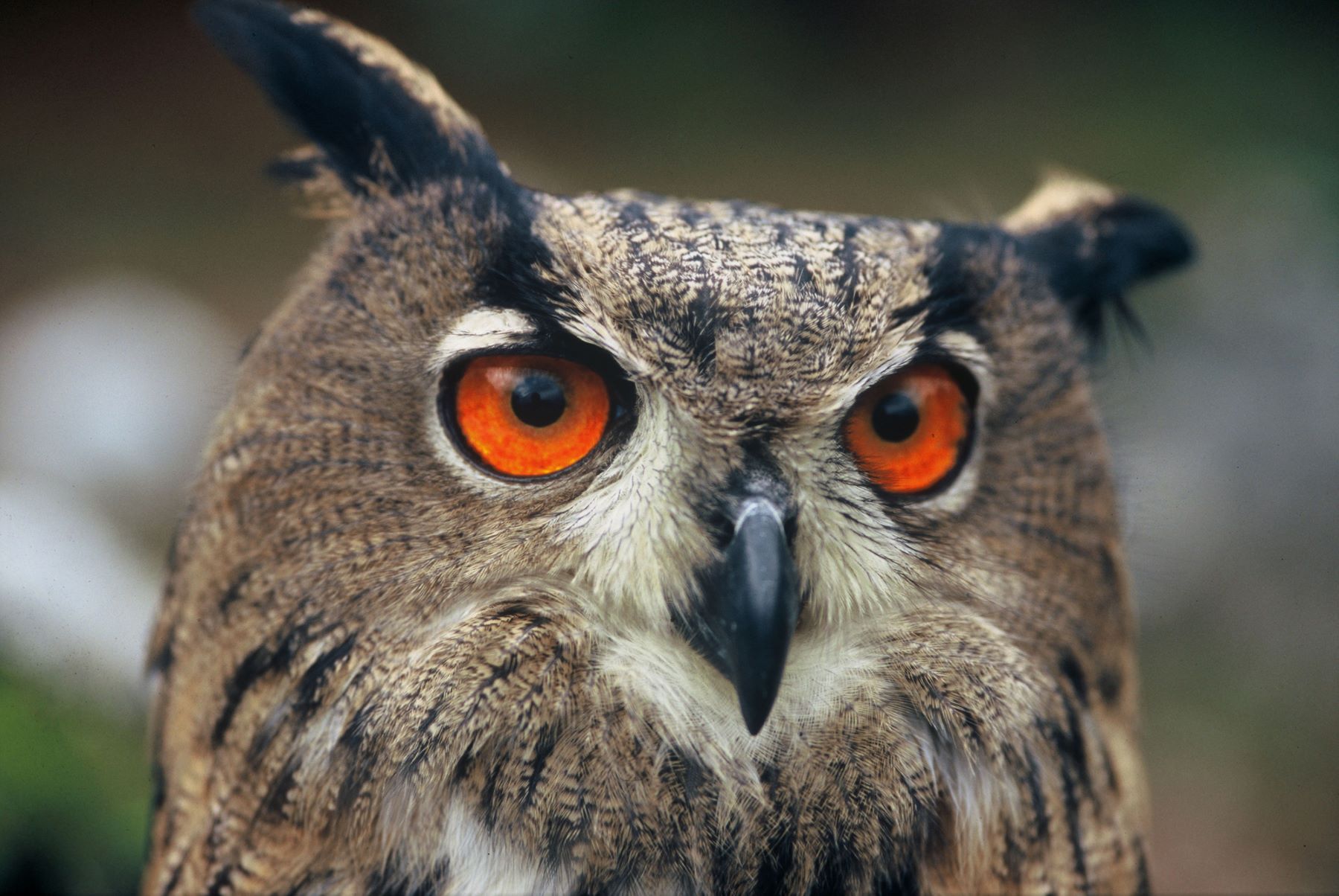 popis, velika uharica, kras