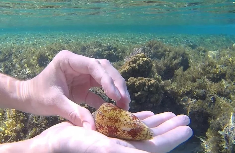 morski polž, stožčar, Rdeče Morje, morske živali