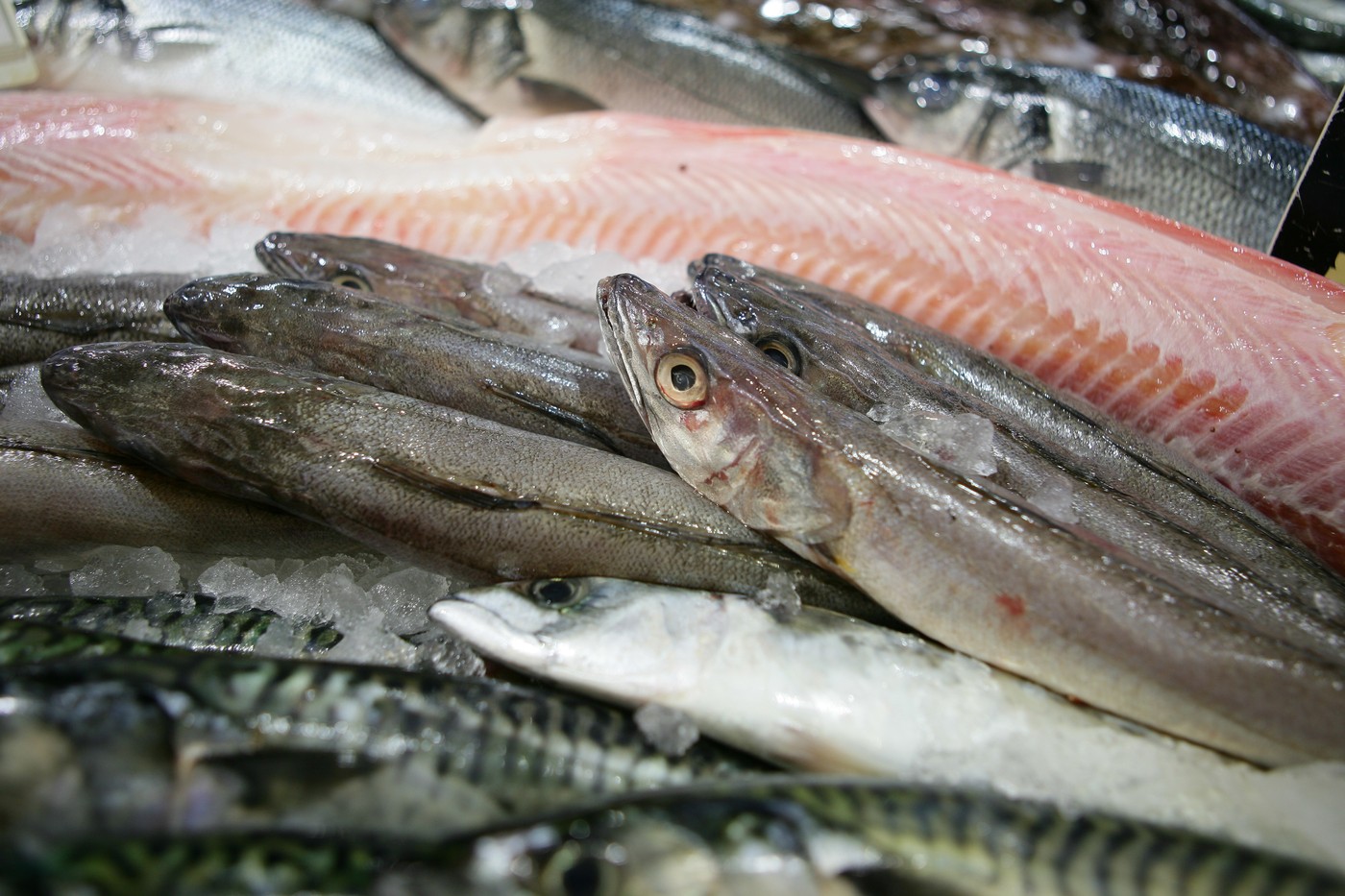 riba, oslič, ribarnica