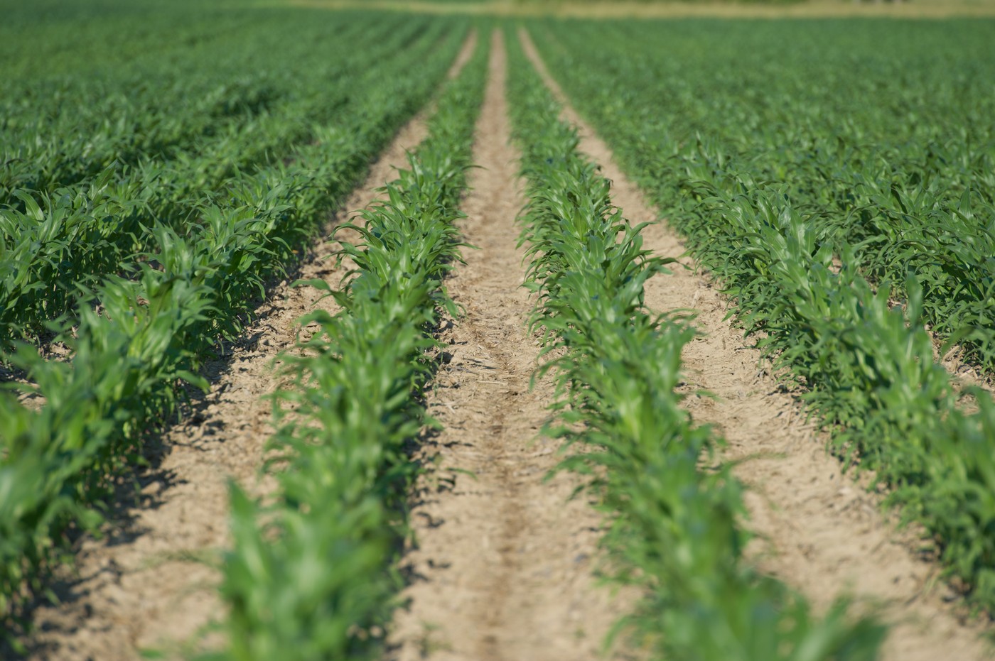 pridelki, njiva, polje