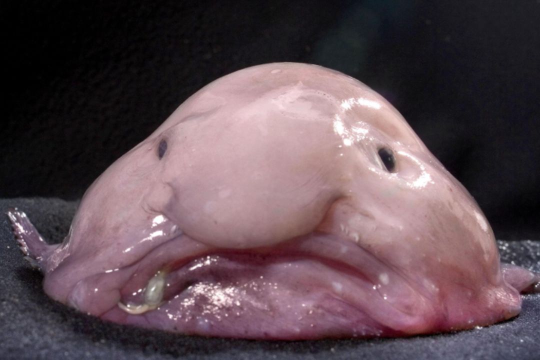 mehurjasta riba, blobfish, riba