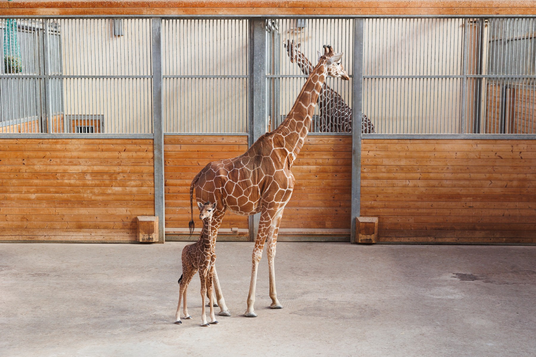 žirafa, živalski vrt