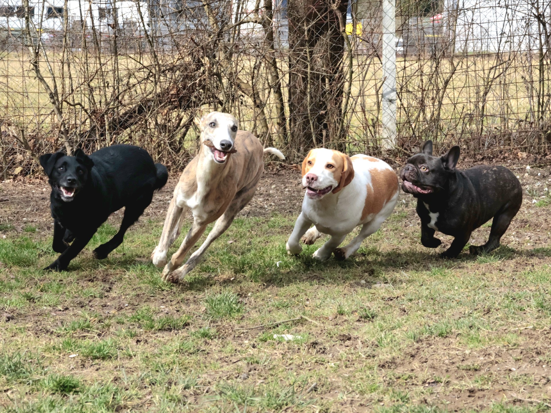 Pasji vrtec Ljubljana, pasji hotel