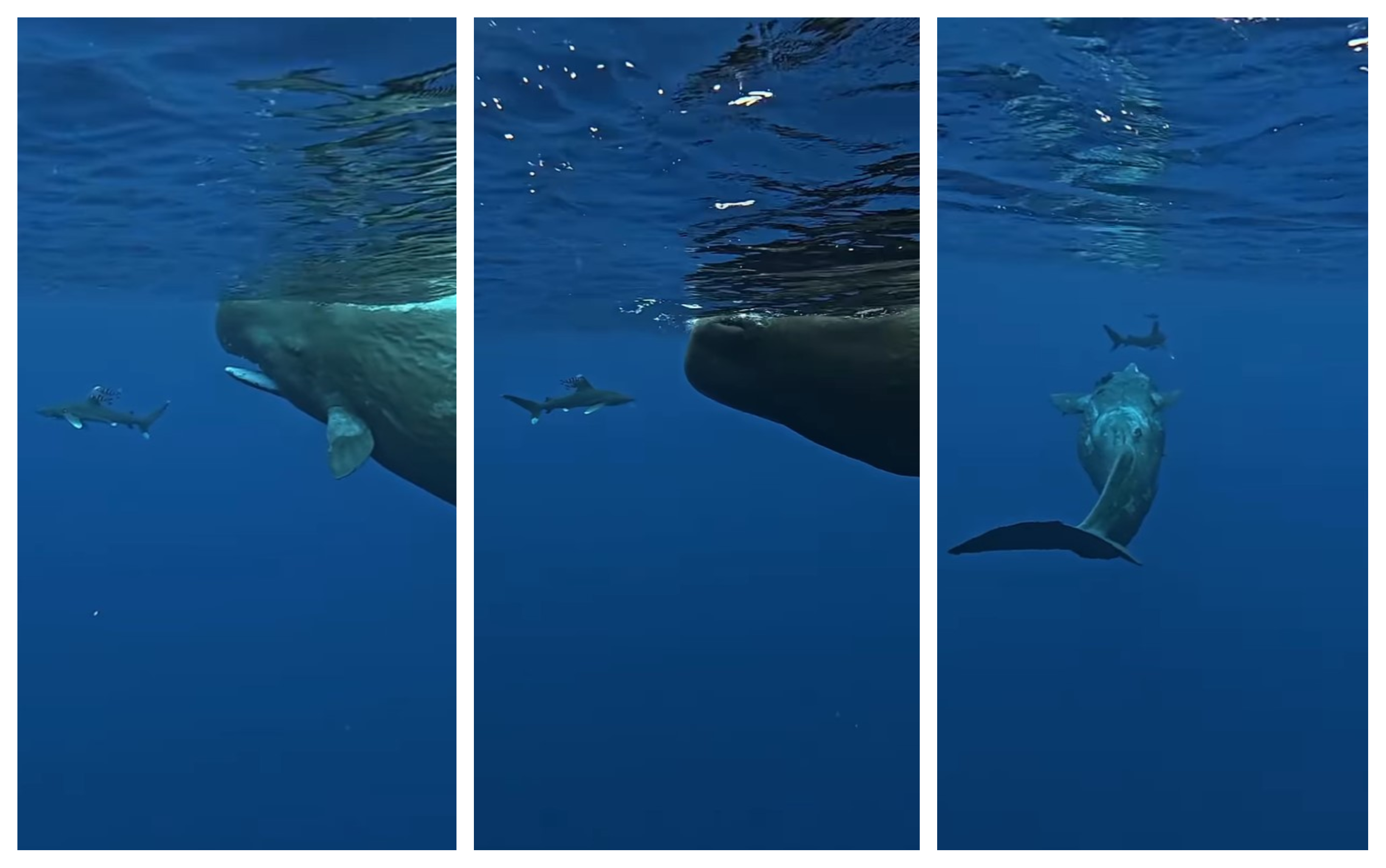 beloplavuti morski pes, kit glavač, Instagram