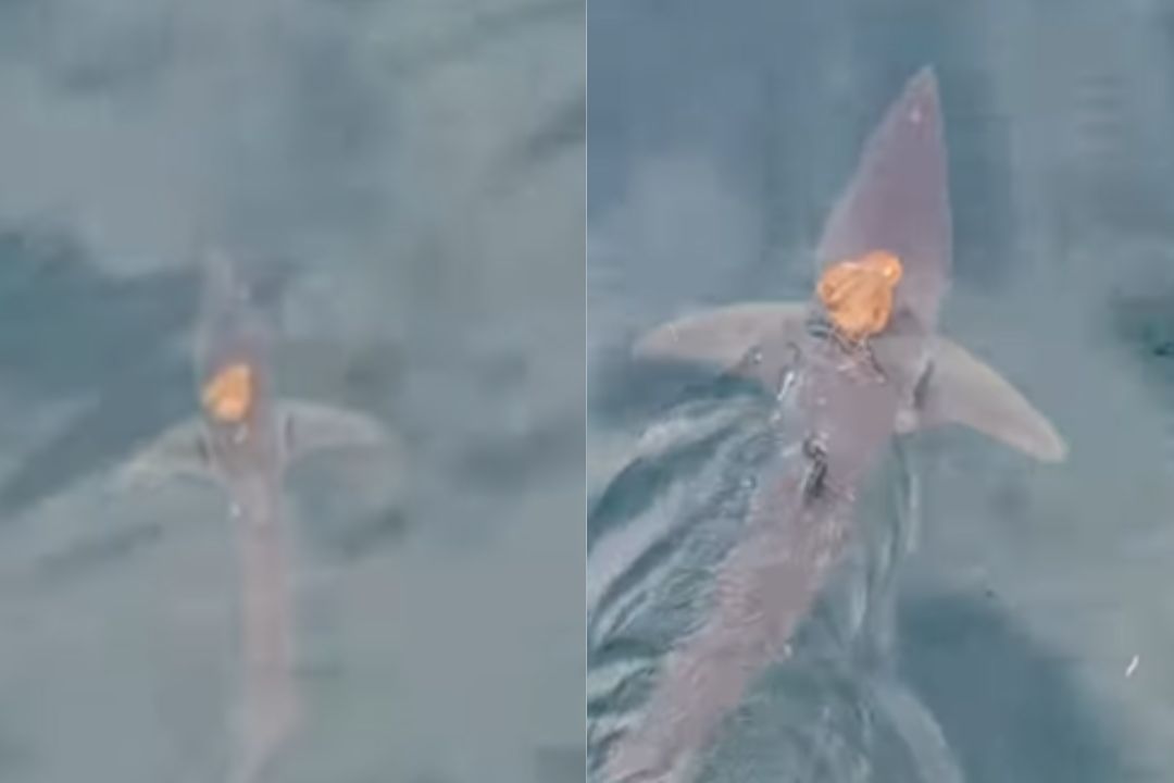 hobotnica, morski pes, morje