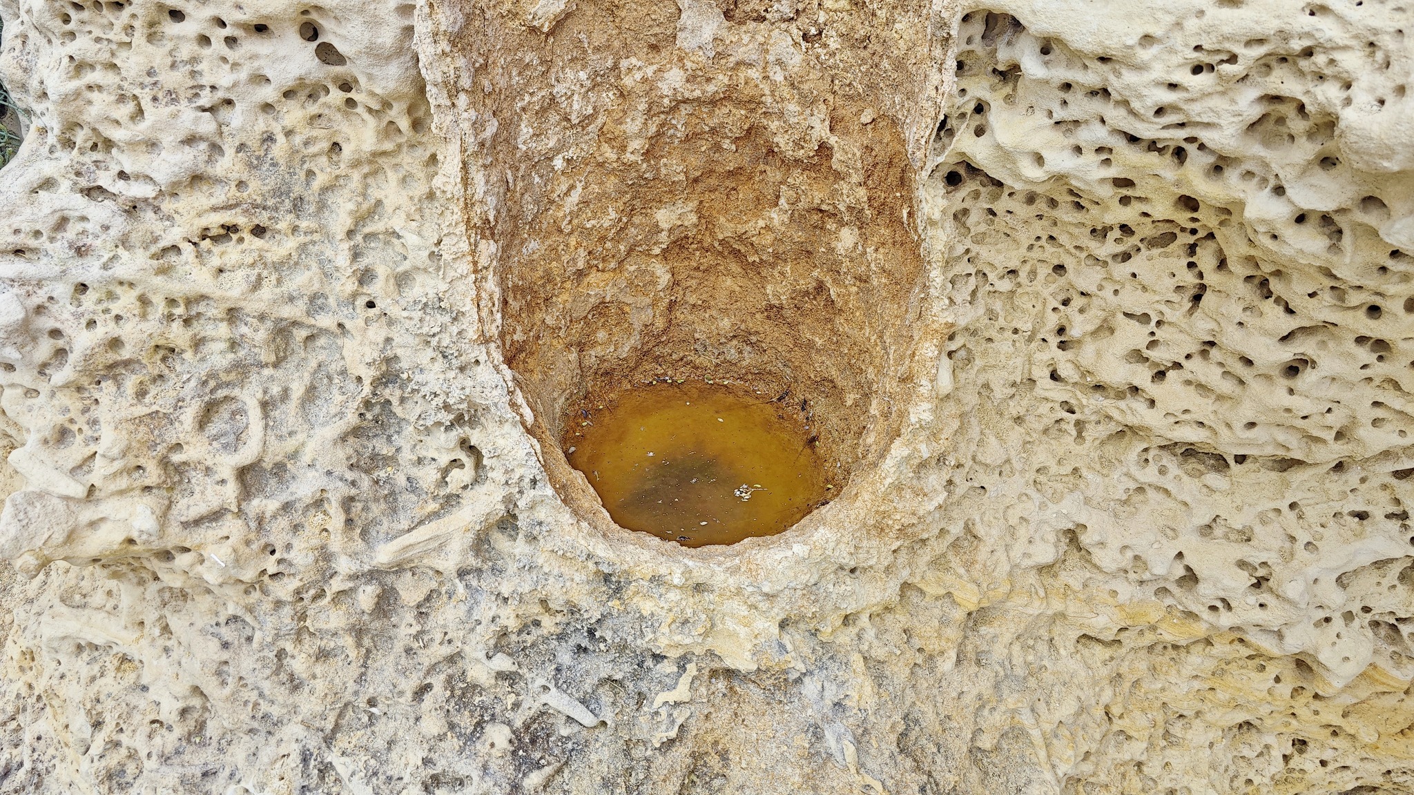 Foto: ZRC SAZU/FACEBOOK