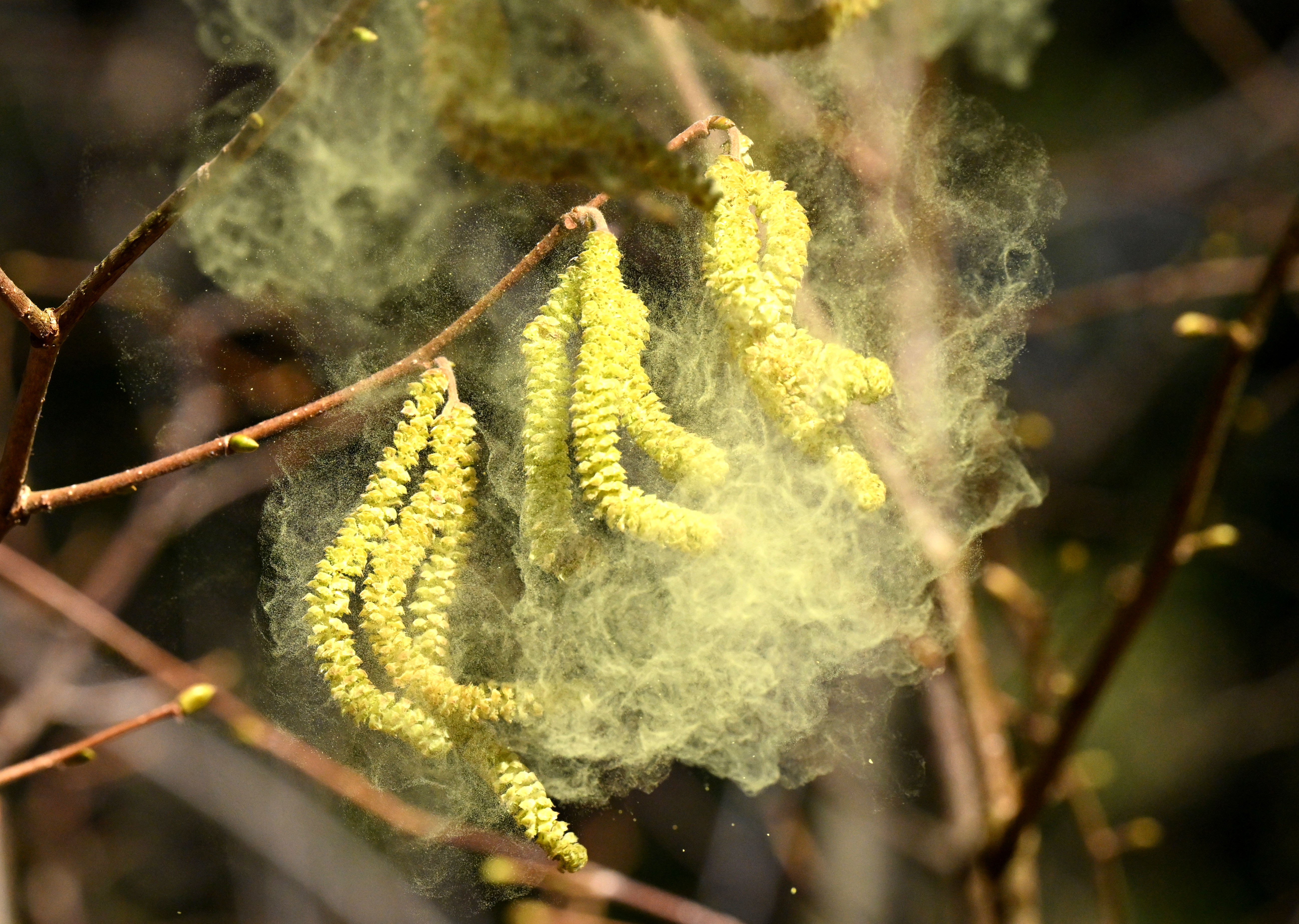 pomlad, rastlina, cvetni prah