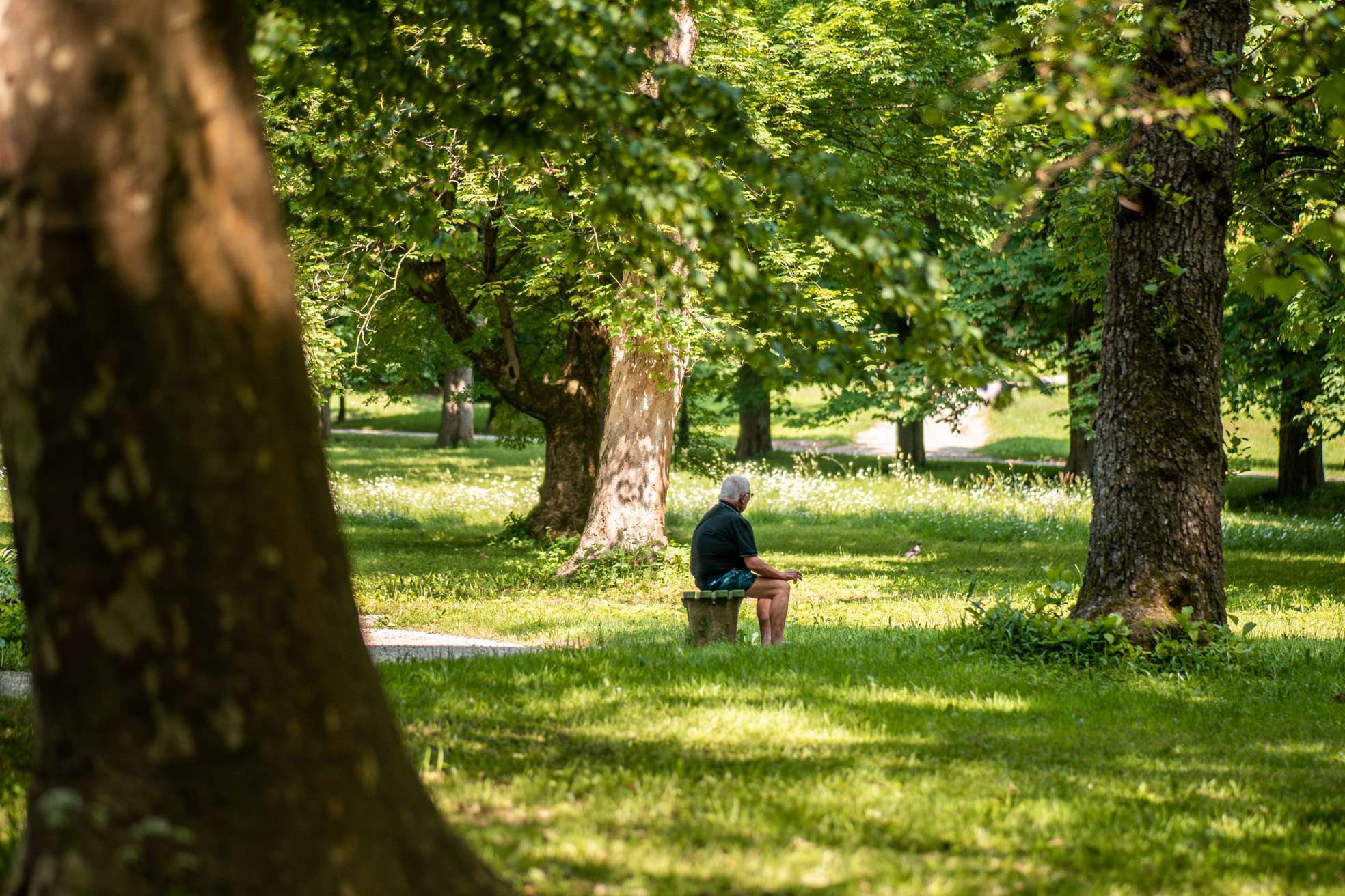 Narava, drevesa, krošnja, listje, senca, poletje, Tivoli, človek na klopi, upokojenec