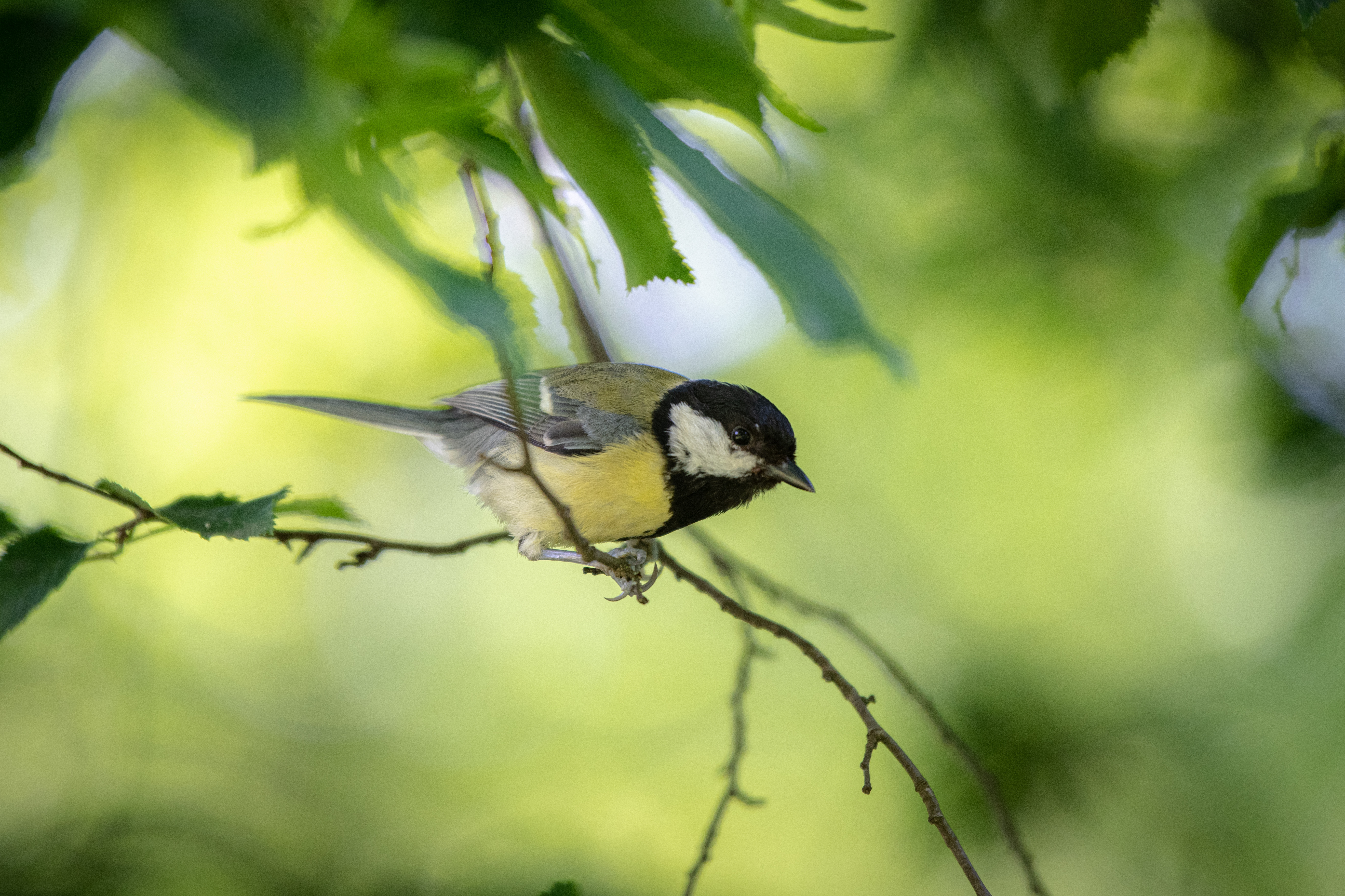 ptica, ptič, drevo, ptica na drevesu, narava, krošnja