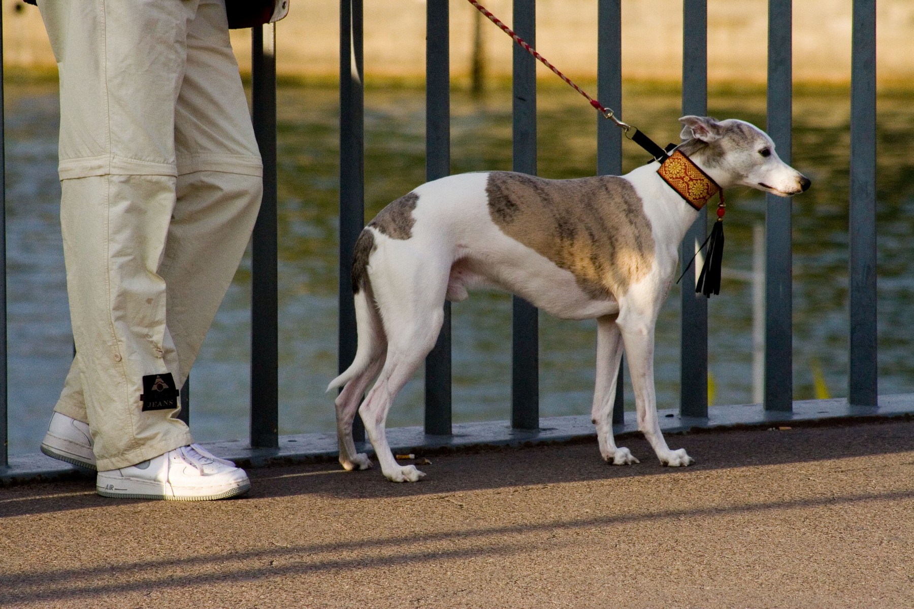 pes, sprehod, povodec