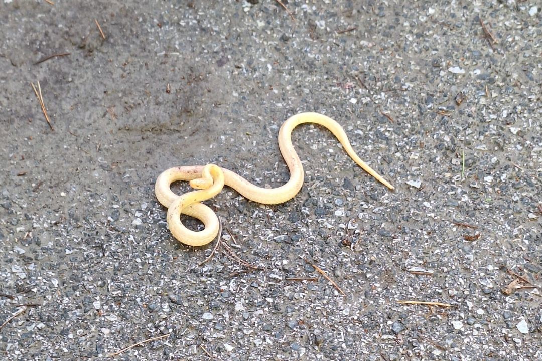 kača, zagreb, bela kača