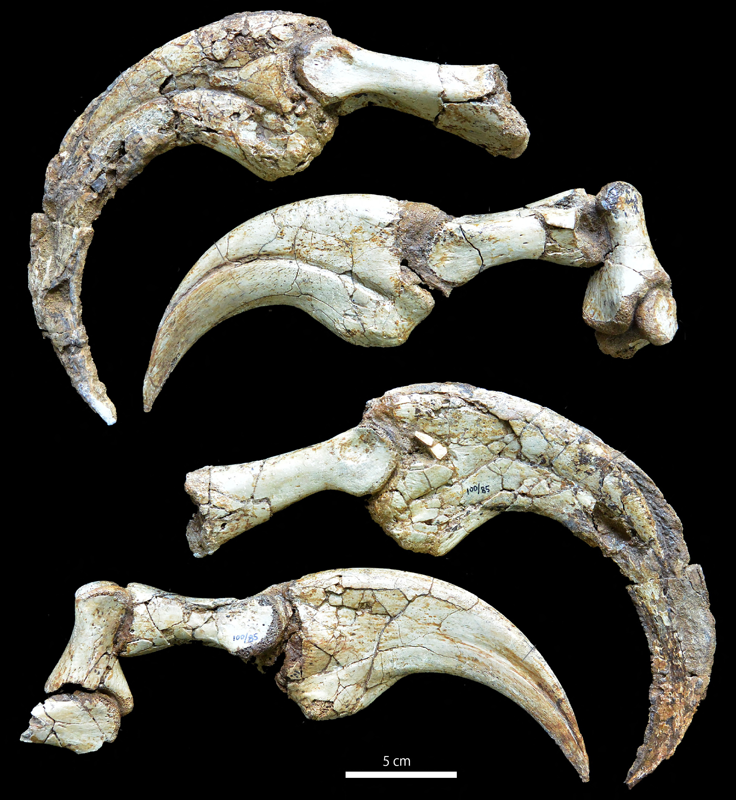 Duonychus tsogtbaatari, dinozaver