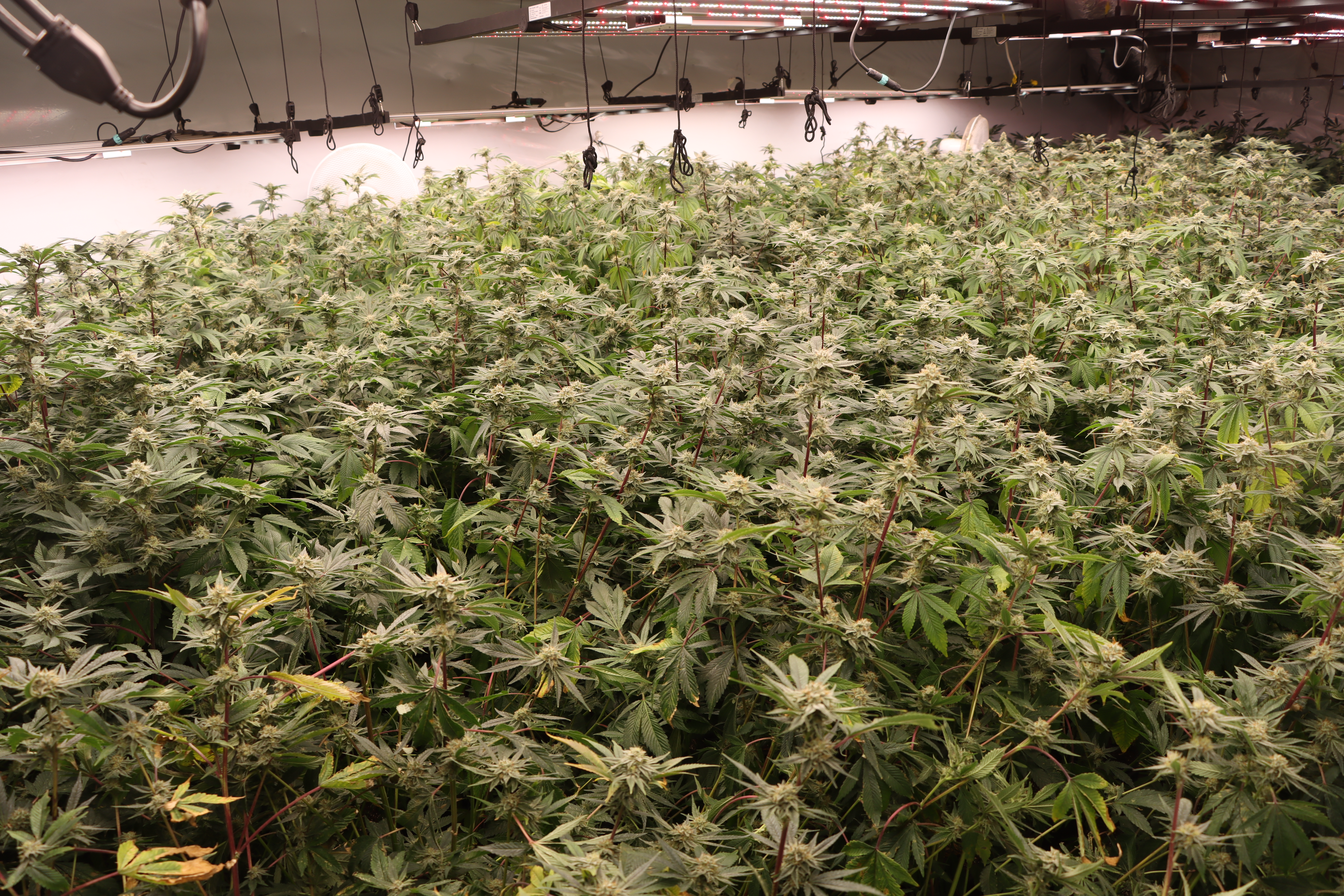 zelena rastlina, prepovedana droga