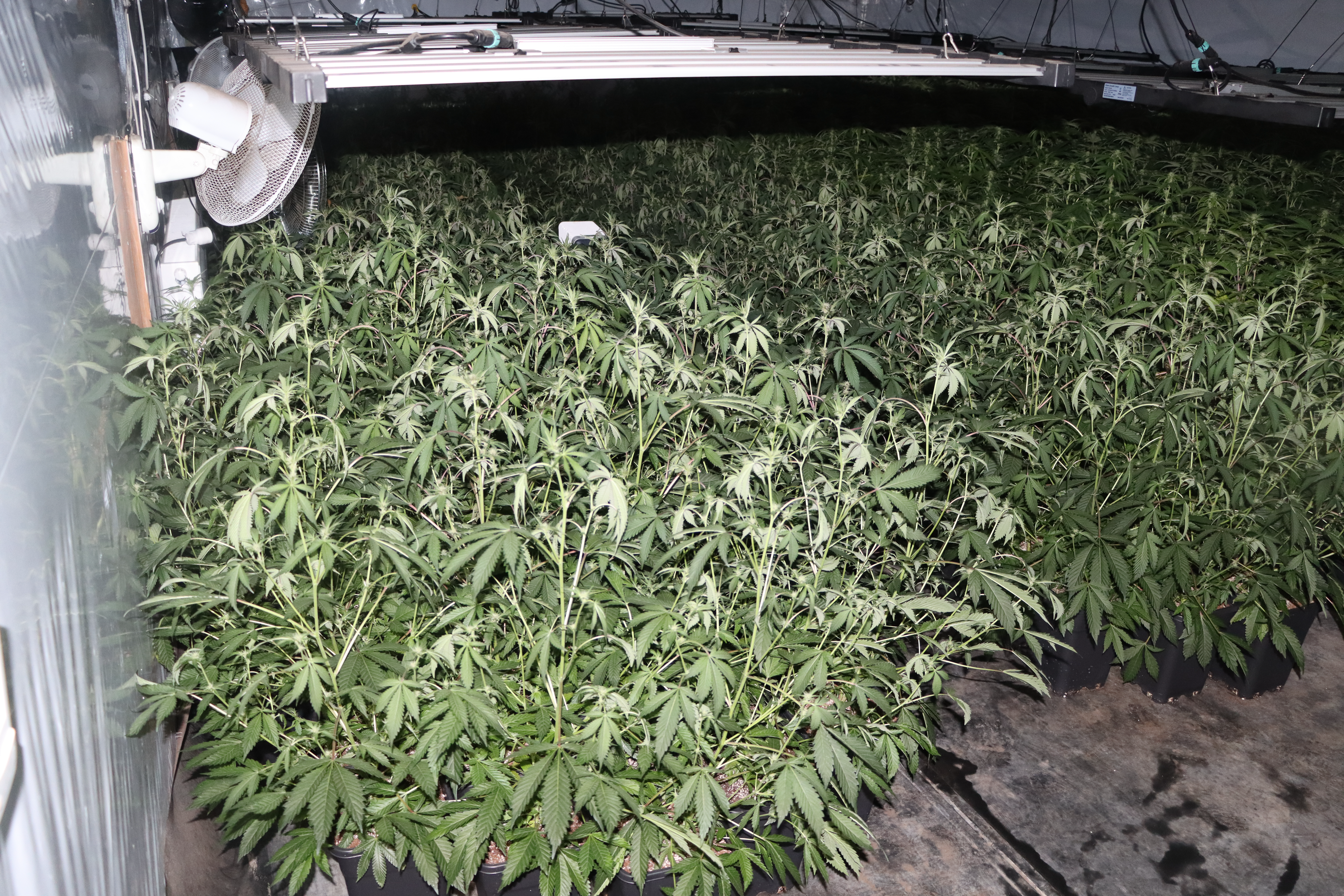 zelena rastlina, prepovedana droga