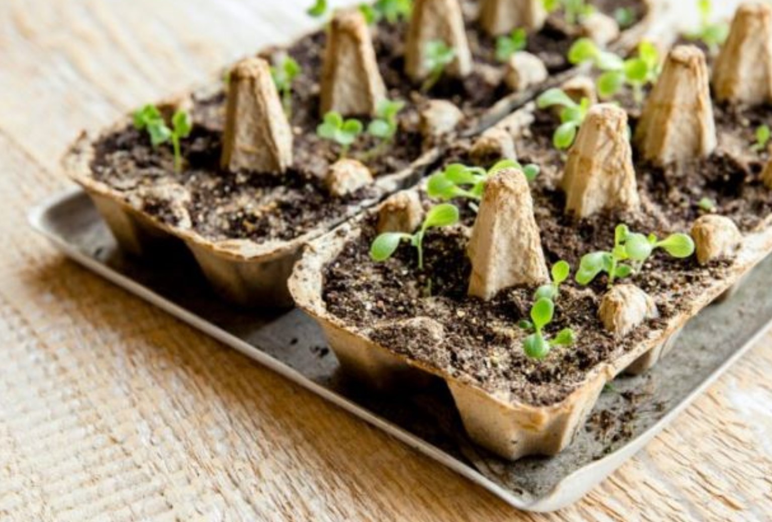 gojilnik za sadike, vrtnarjenje, škatla za jajca