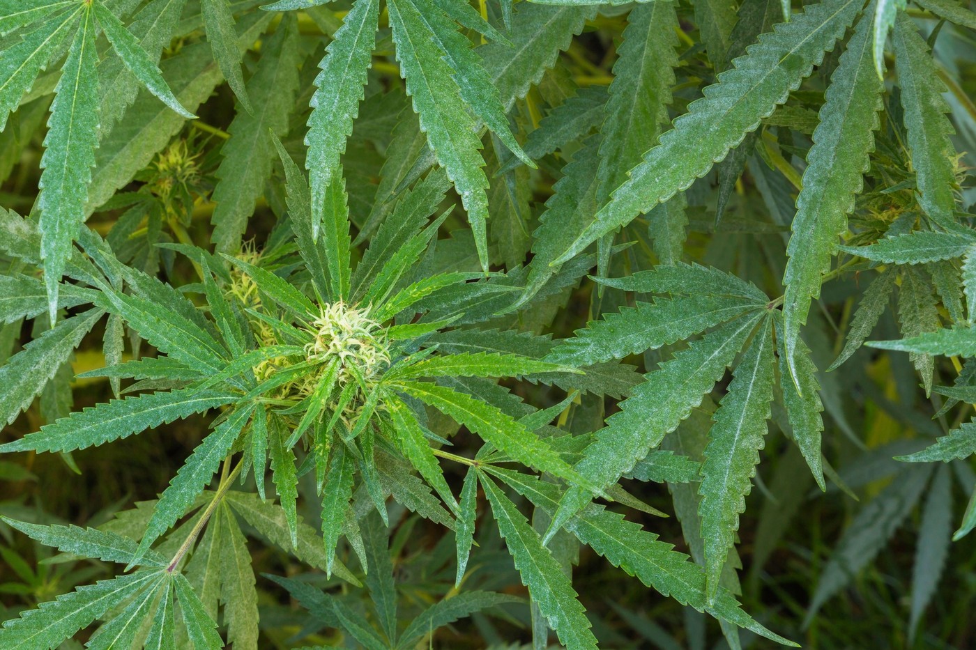 Cannabis sativa - Marijuana plants in late summer, Quebec, Canada