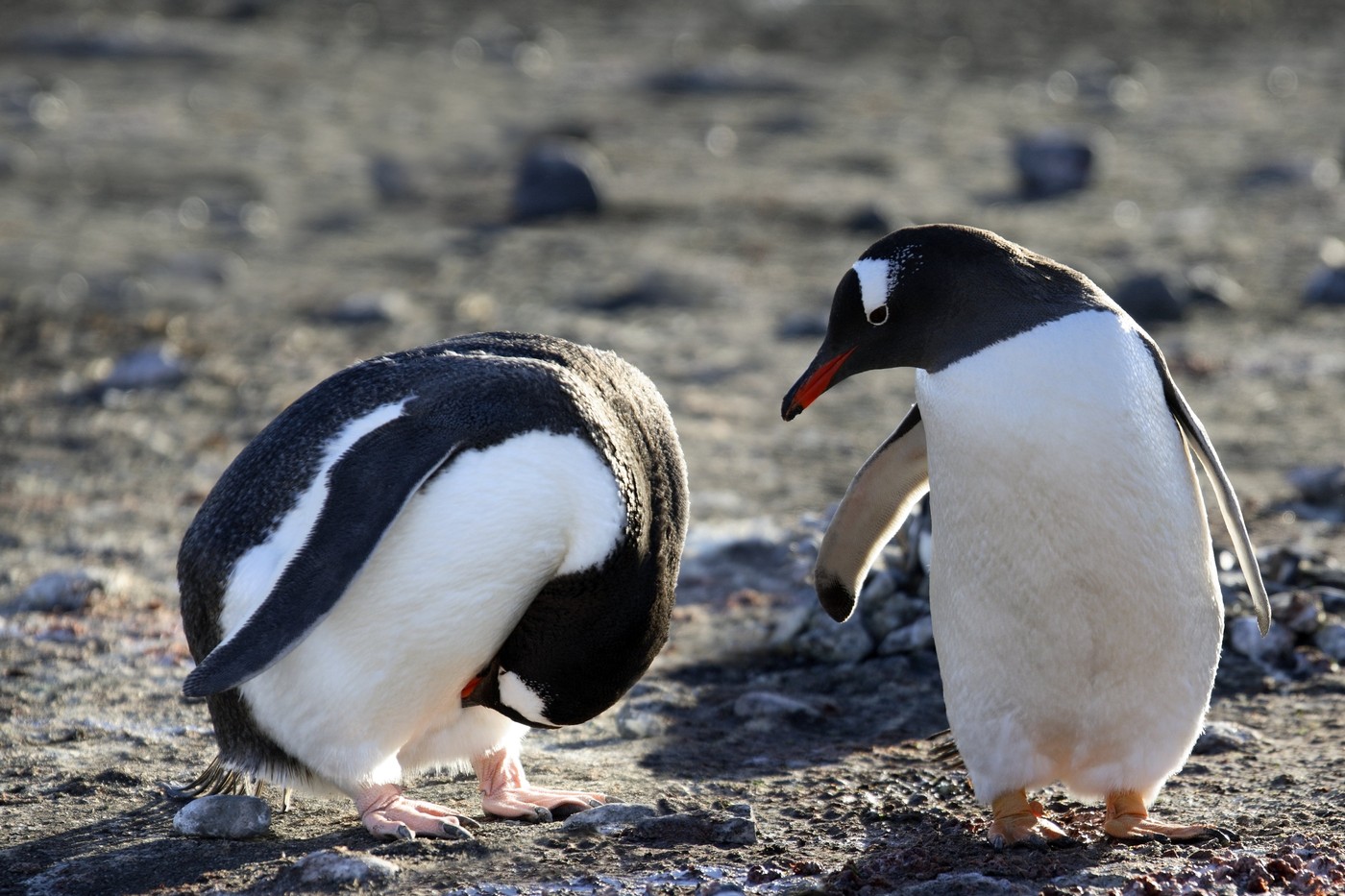 pingvini, otok heard