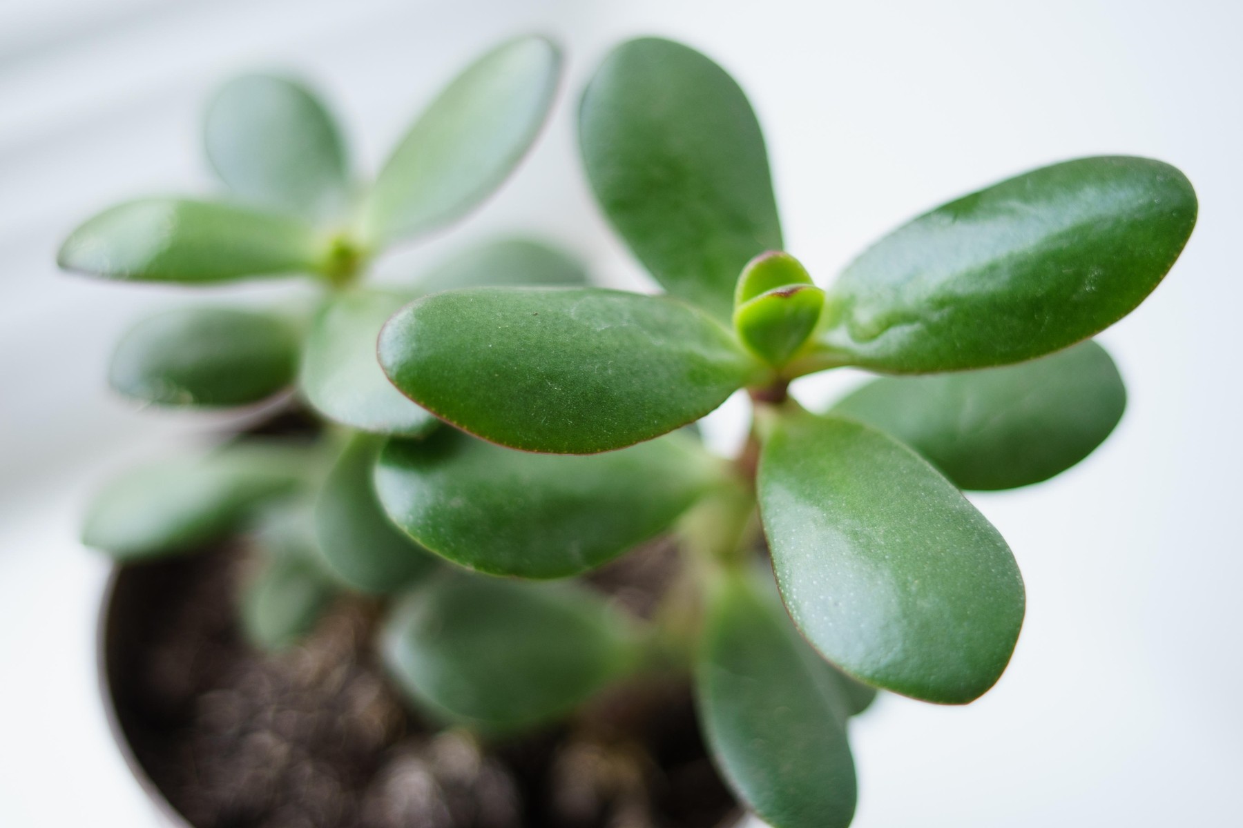 krasula, drevo denarja