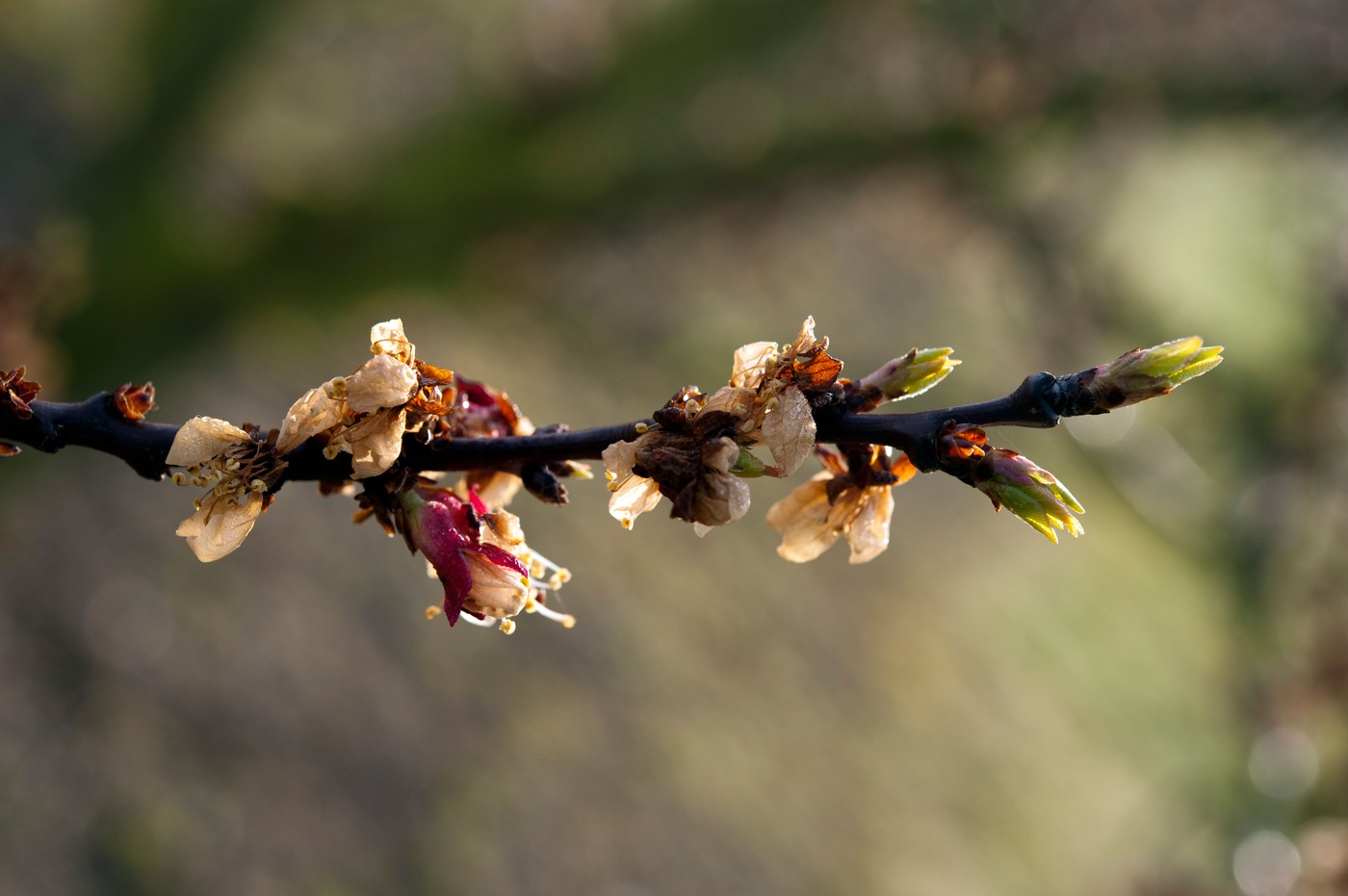 Apple blossom buds in close up on an English orchard