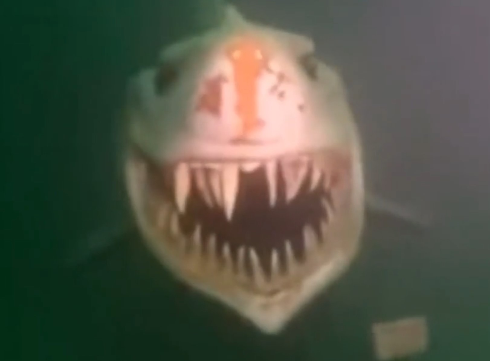 morski pes, Neuchatel, Švica, jezero, prevara