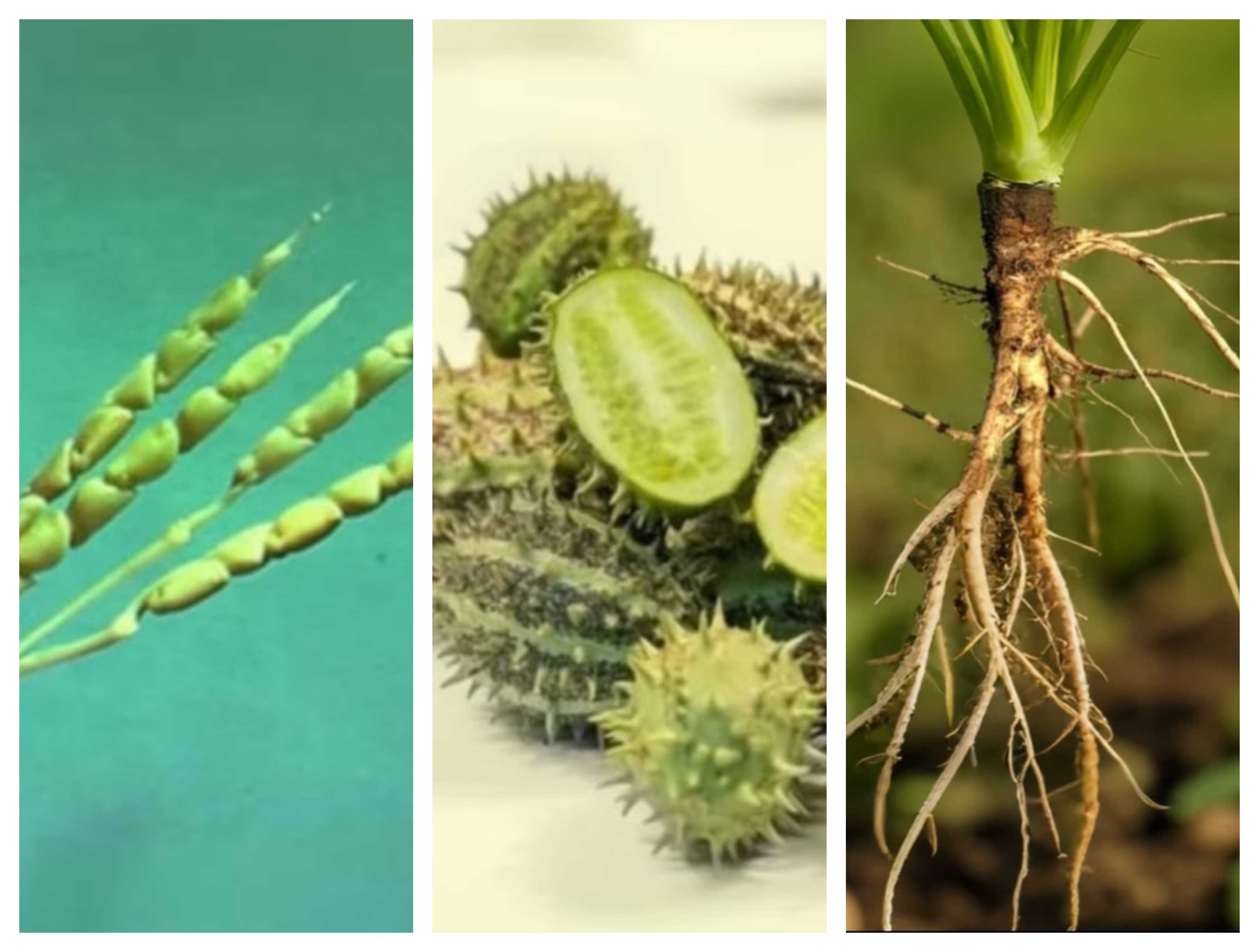 koruza, kumare, korenje