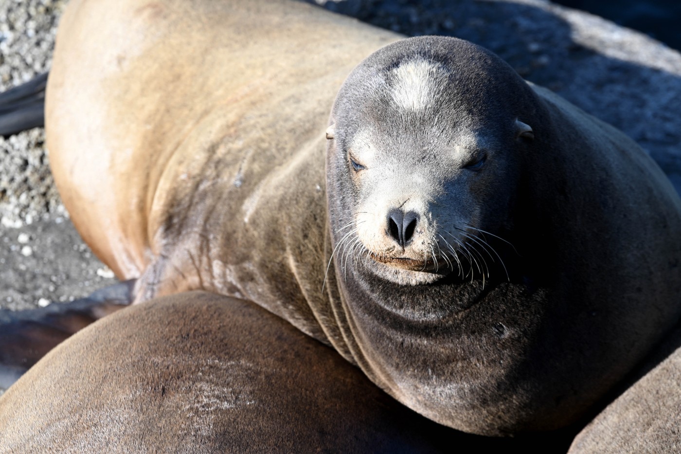 Sea lions in Monterey of California
