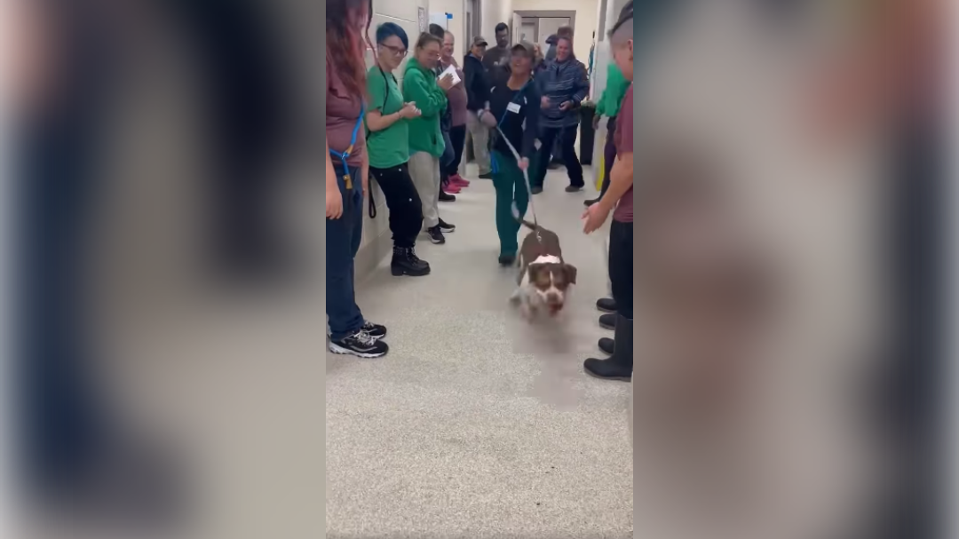 high-res-image - 2025-04-09T150103.139