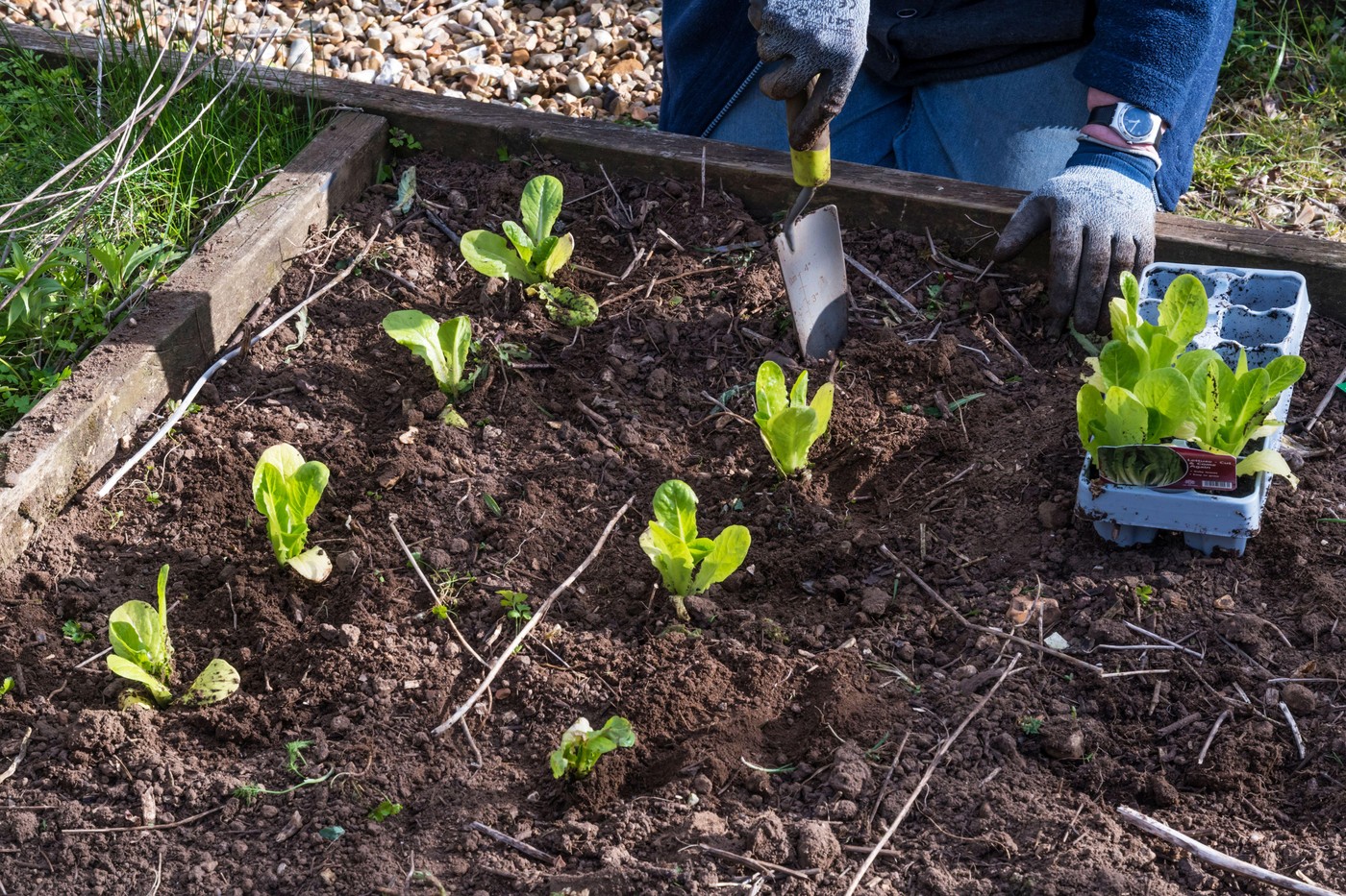 zelena solata, sajenje, vrt