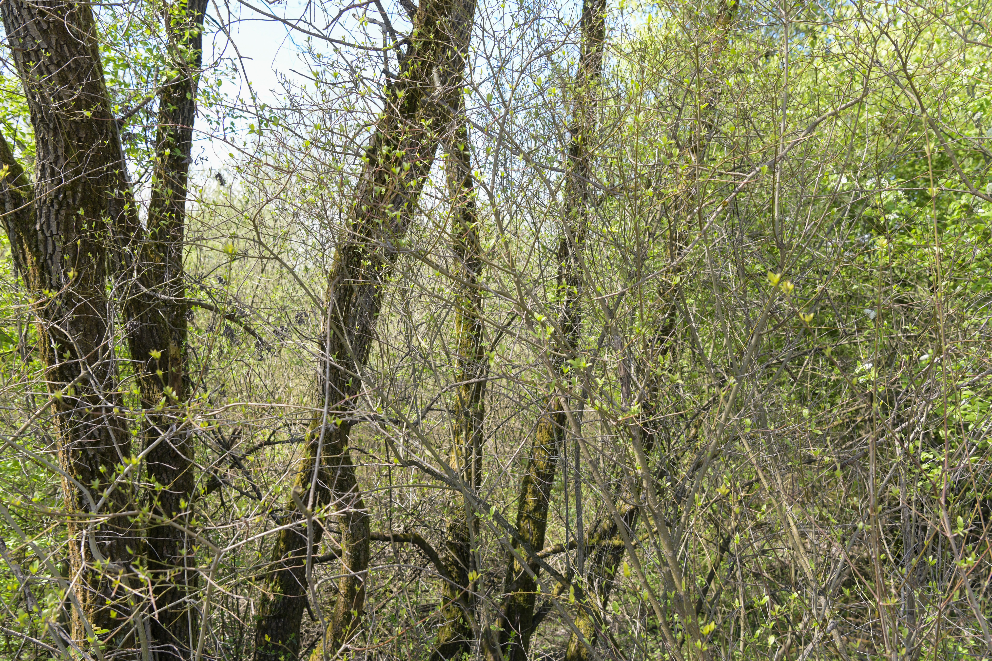 Zemljišče Nikole Petrovića v Ljubljani (Foto: N1)
